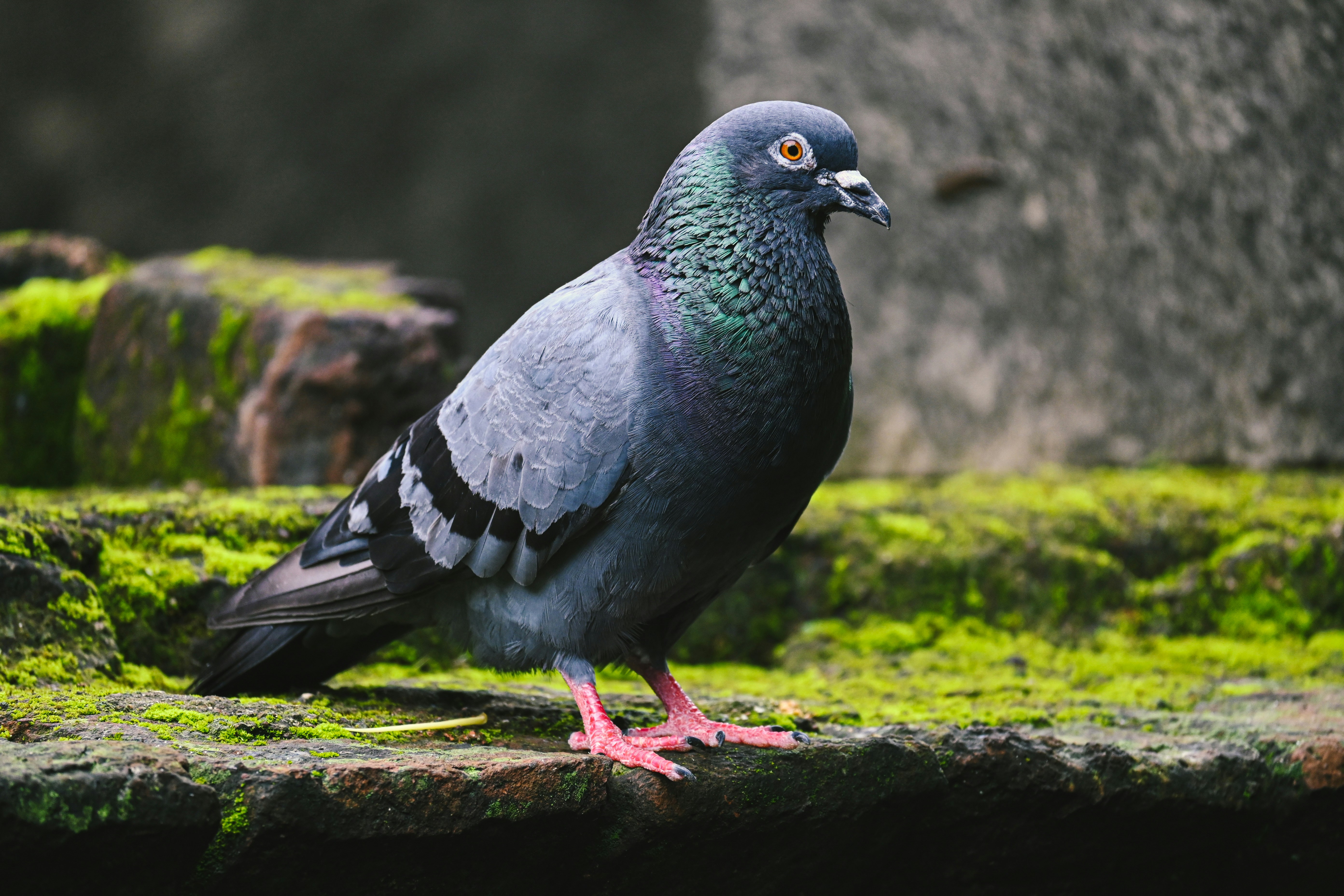 Photo by kolkatarchobiwala