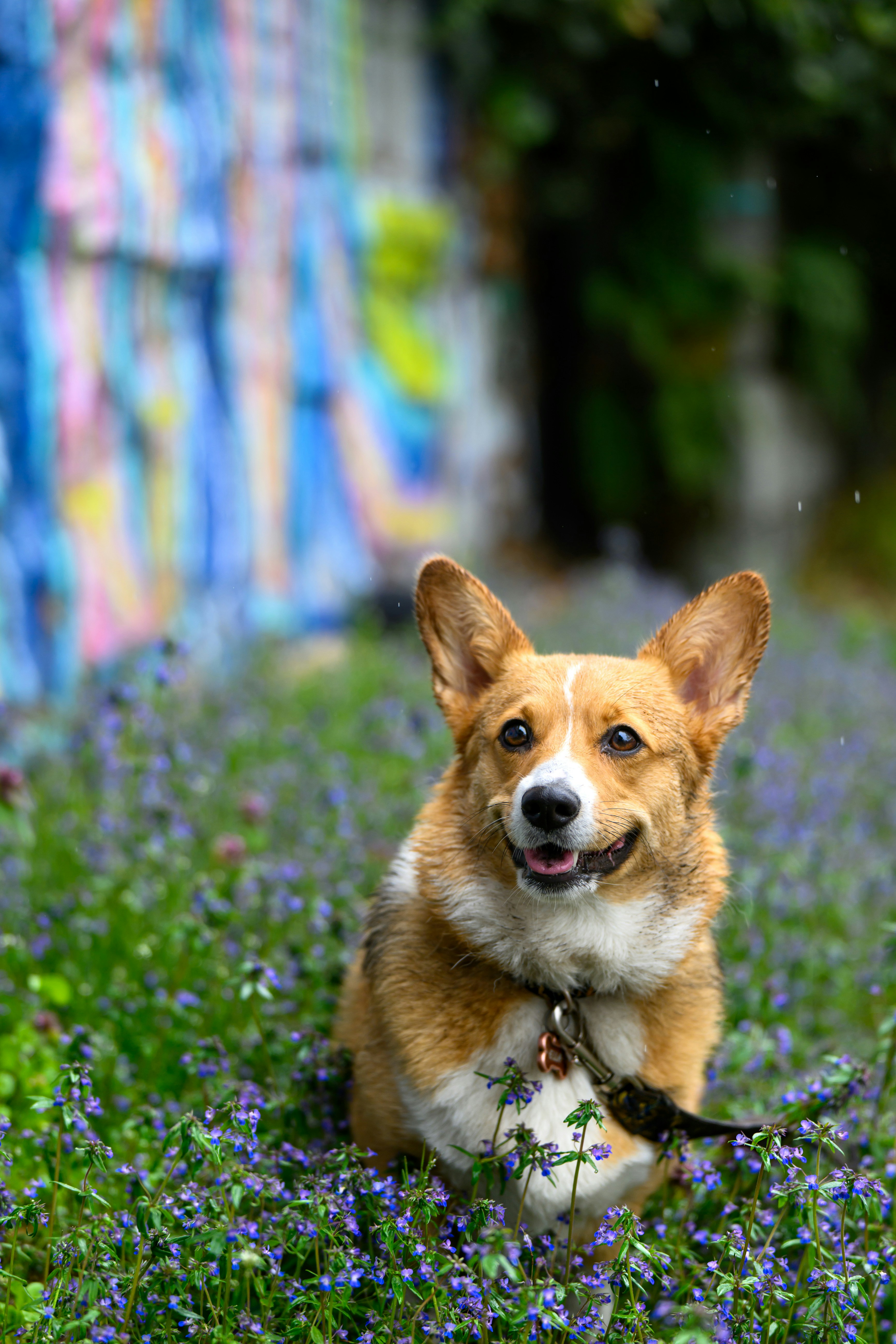 Photo by hiking_corgi