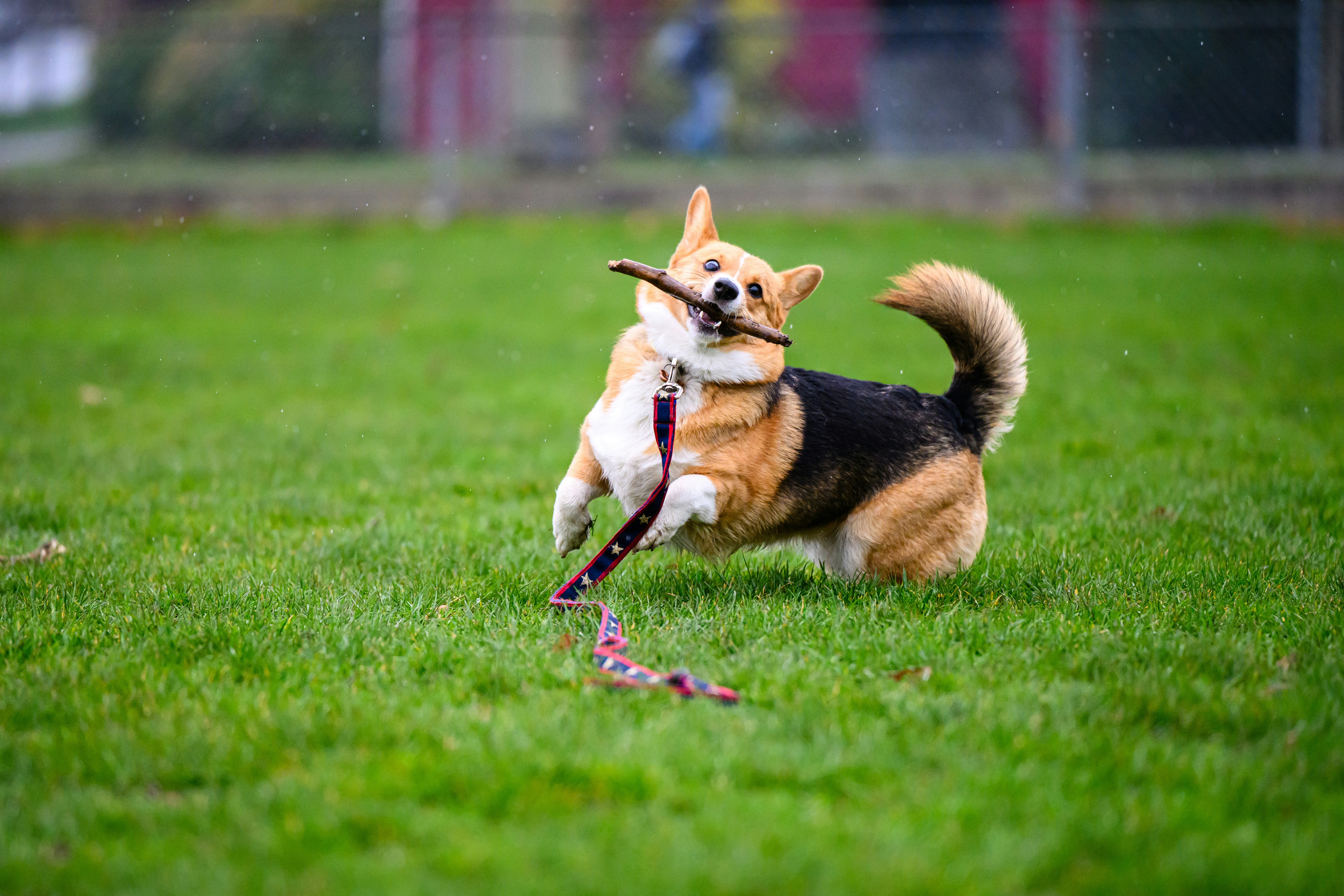 A dog running with a stick in its mouth