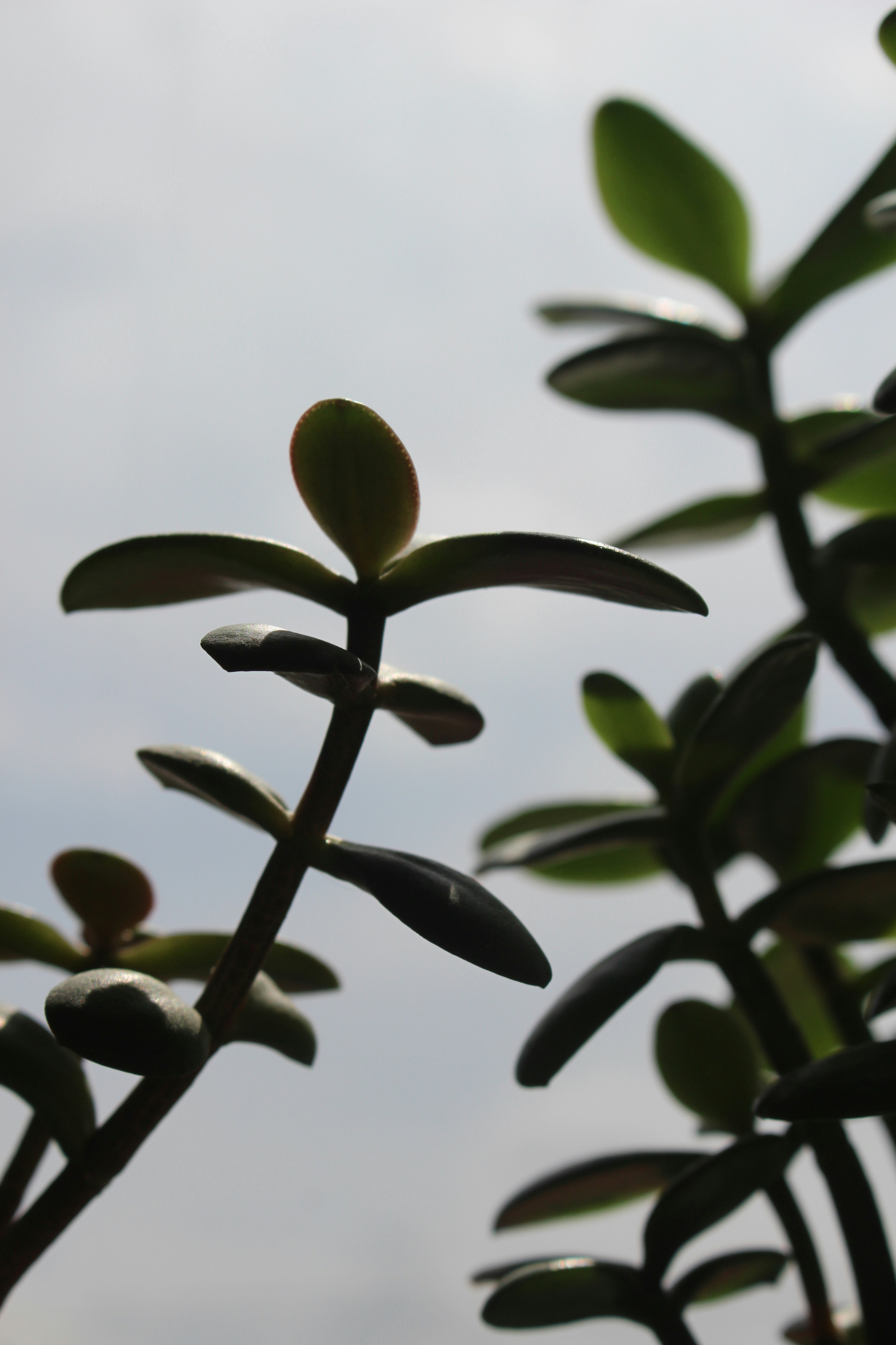 Un primer plano de una planta con un cielo al fondo