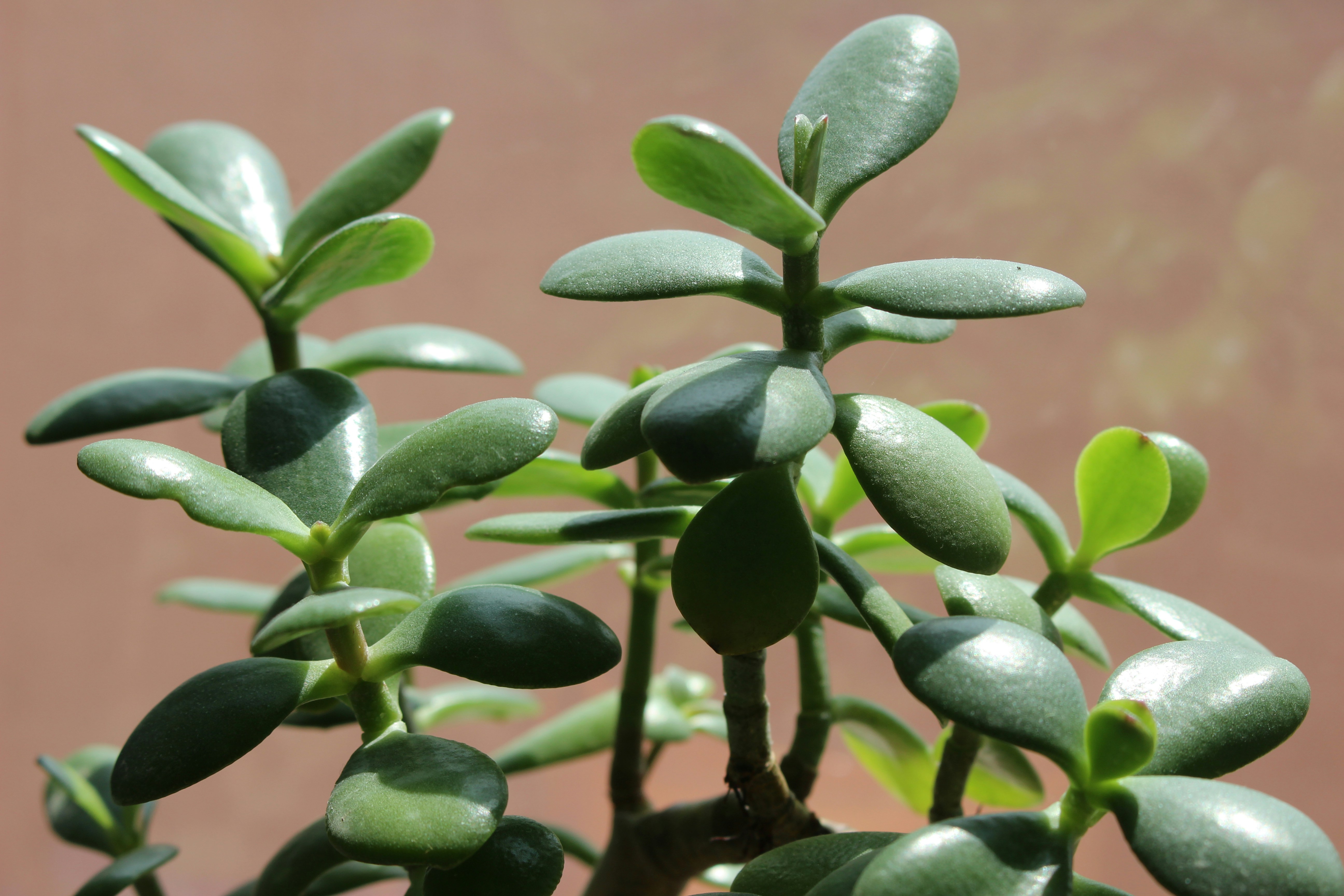 Un primer plano de una planta con hojas verdes