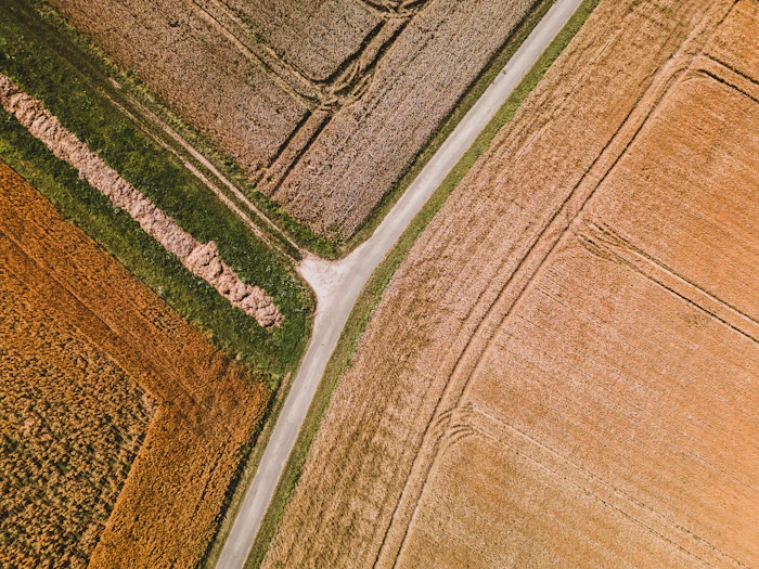 Aerial view of a wheat field