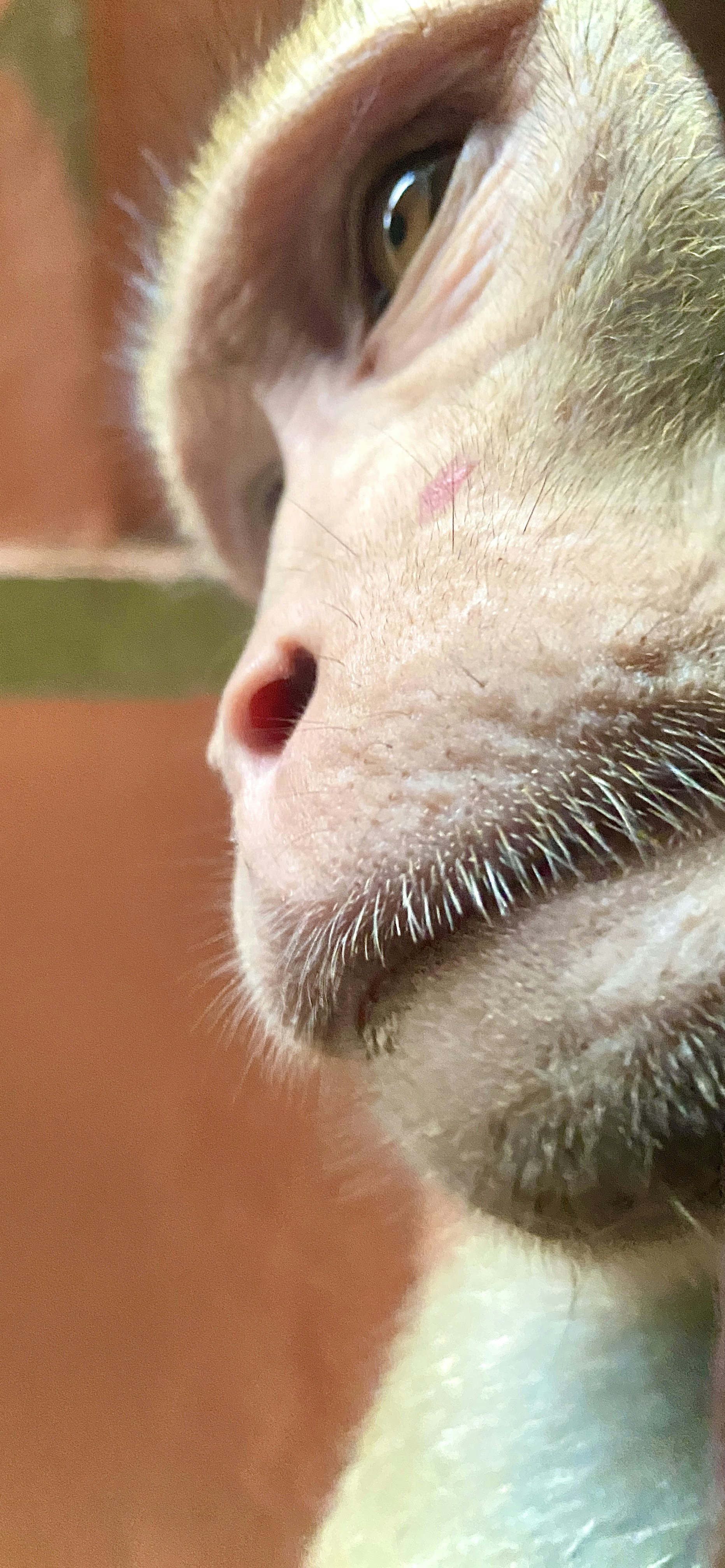 A close up of a monkey with a mustache