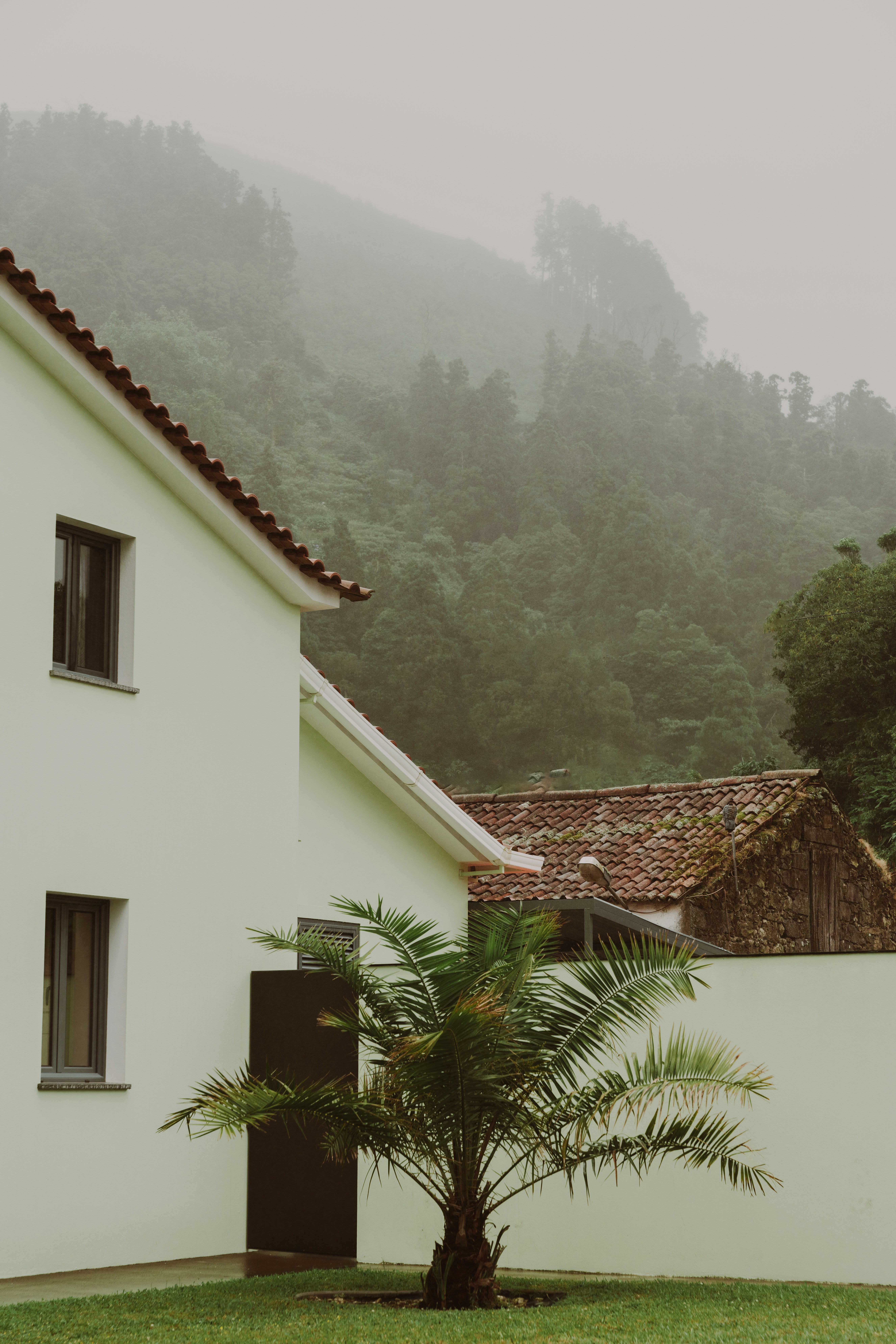 A white house with a palm tree in front of it