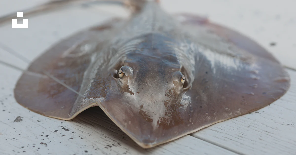 Styng Fish A close up of a stingfish on a wooden surface photo – Free Stingray ...
