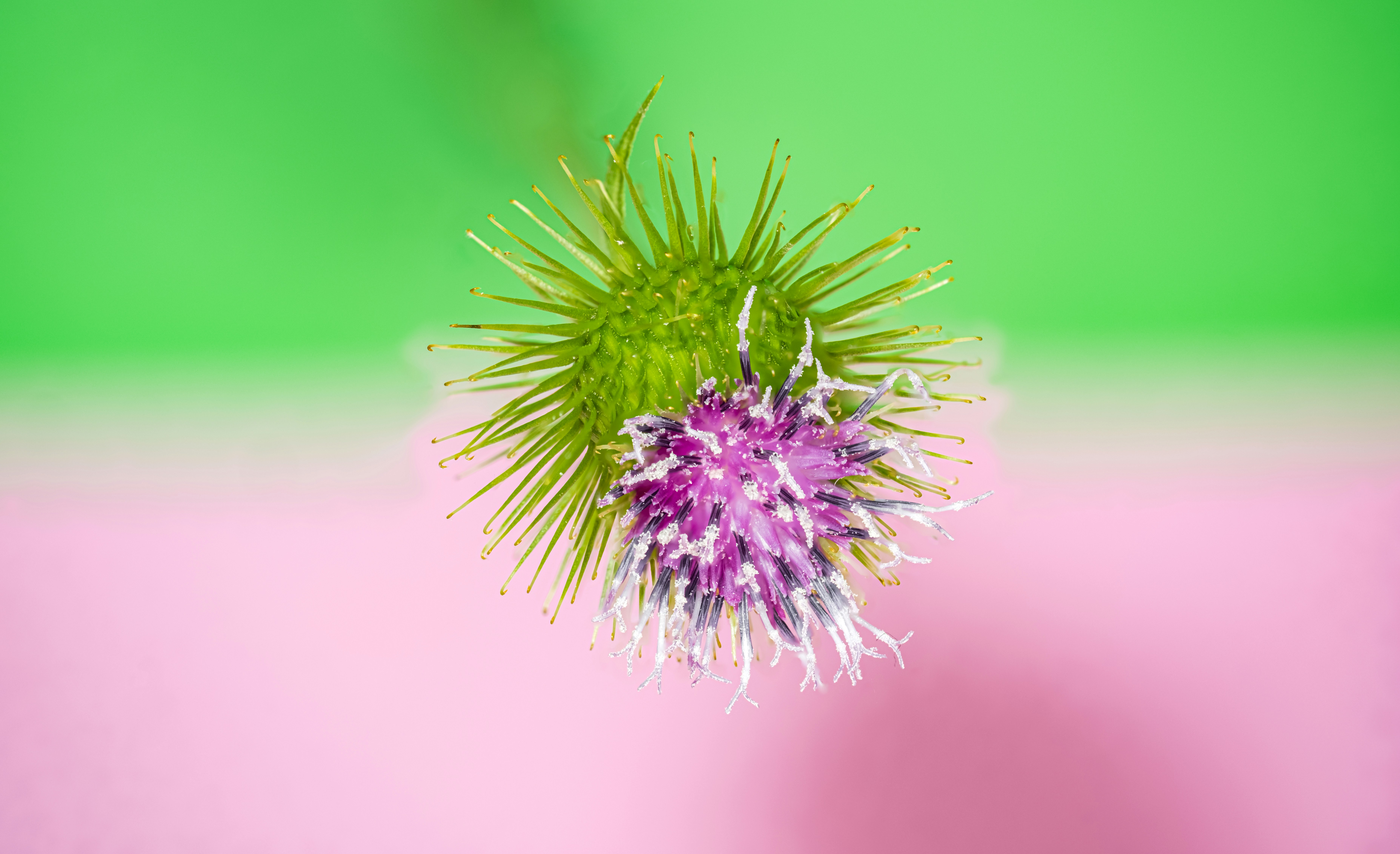 Photo by alexandredaoust