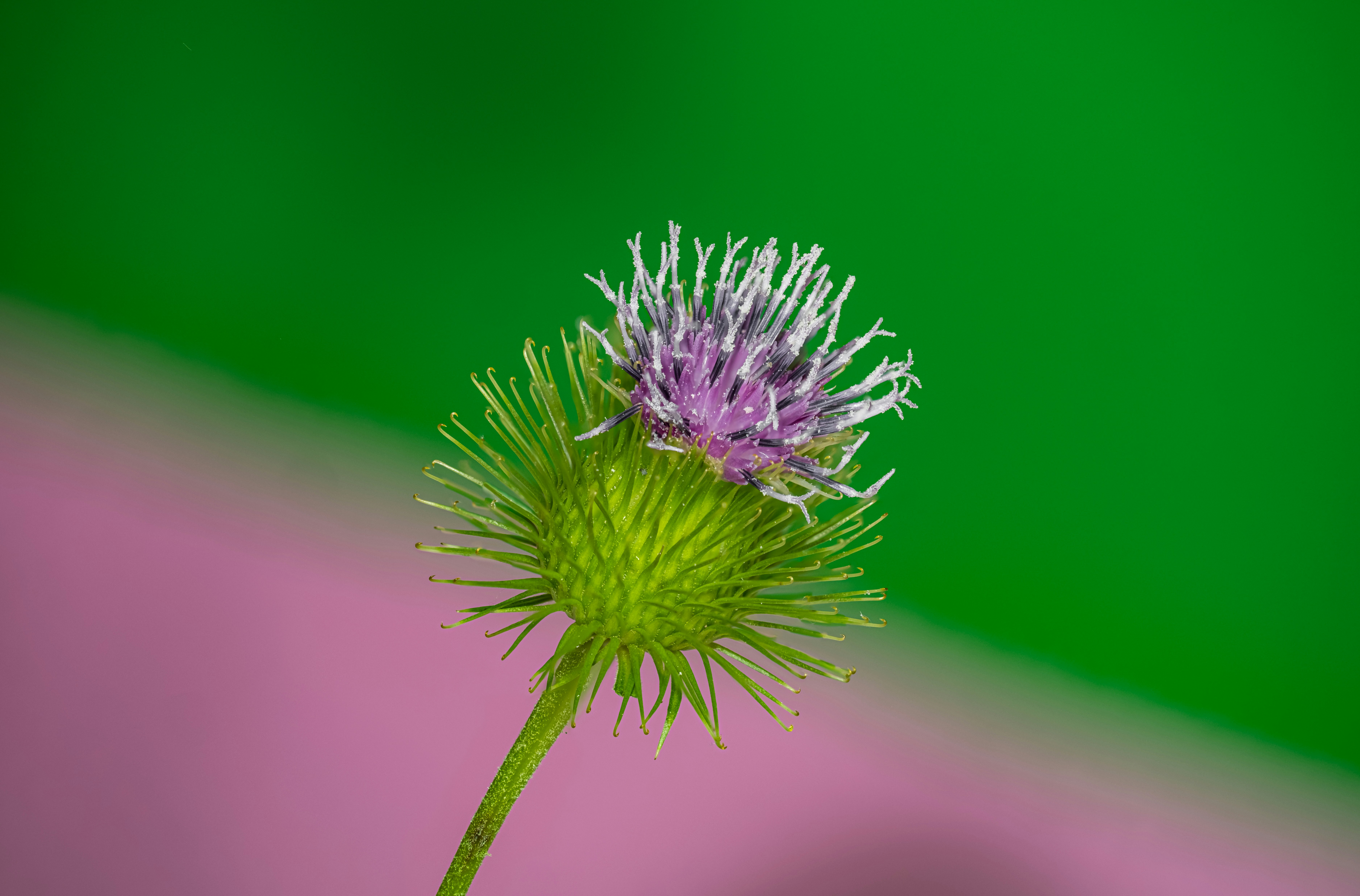 Photo by alexandredaoust