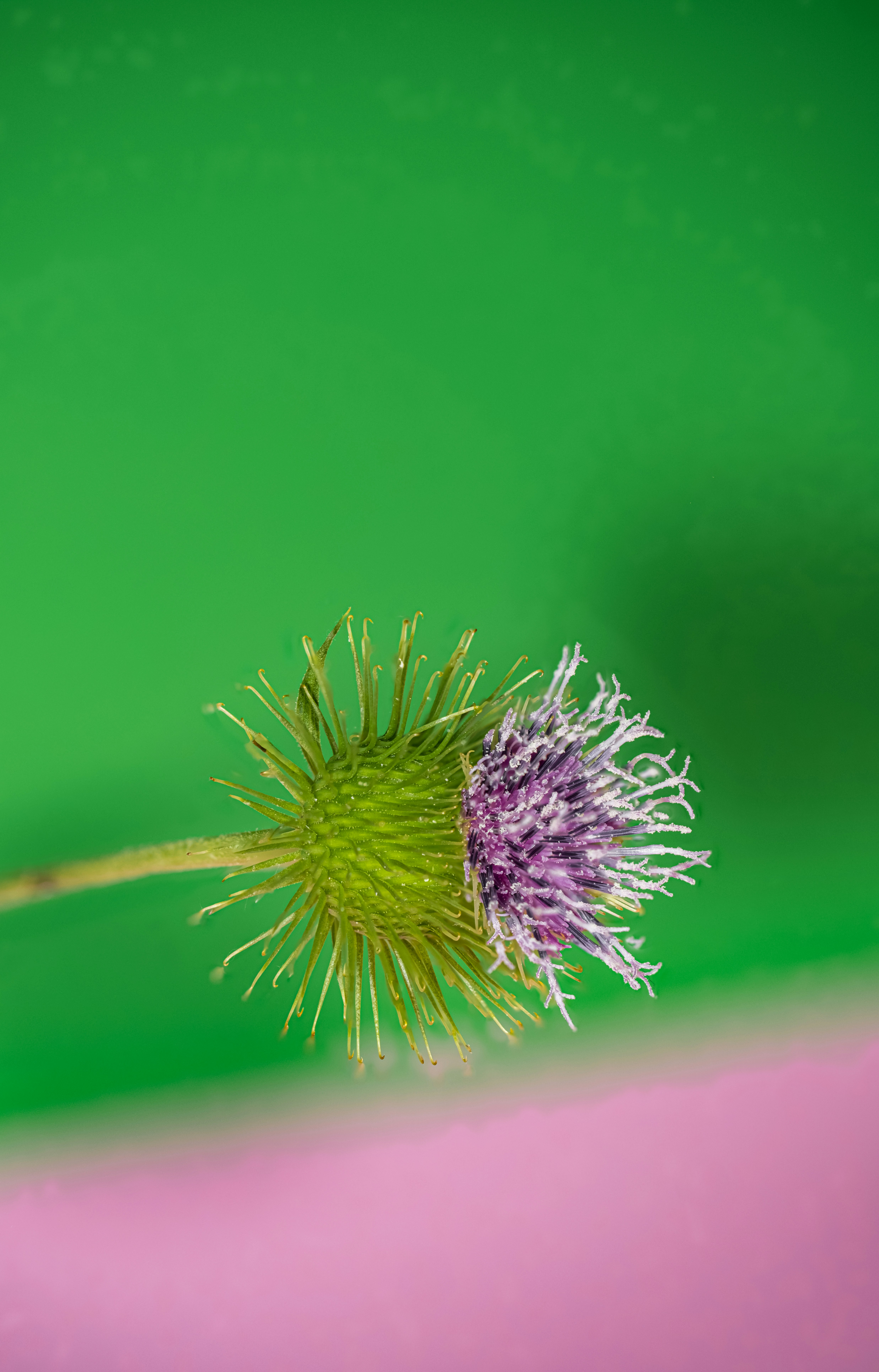 Photo by alexandredaoust