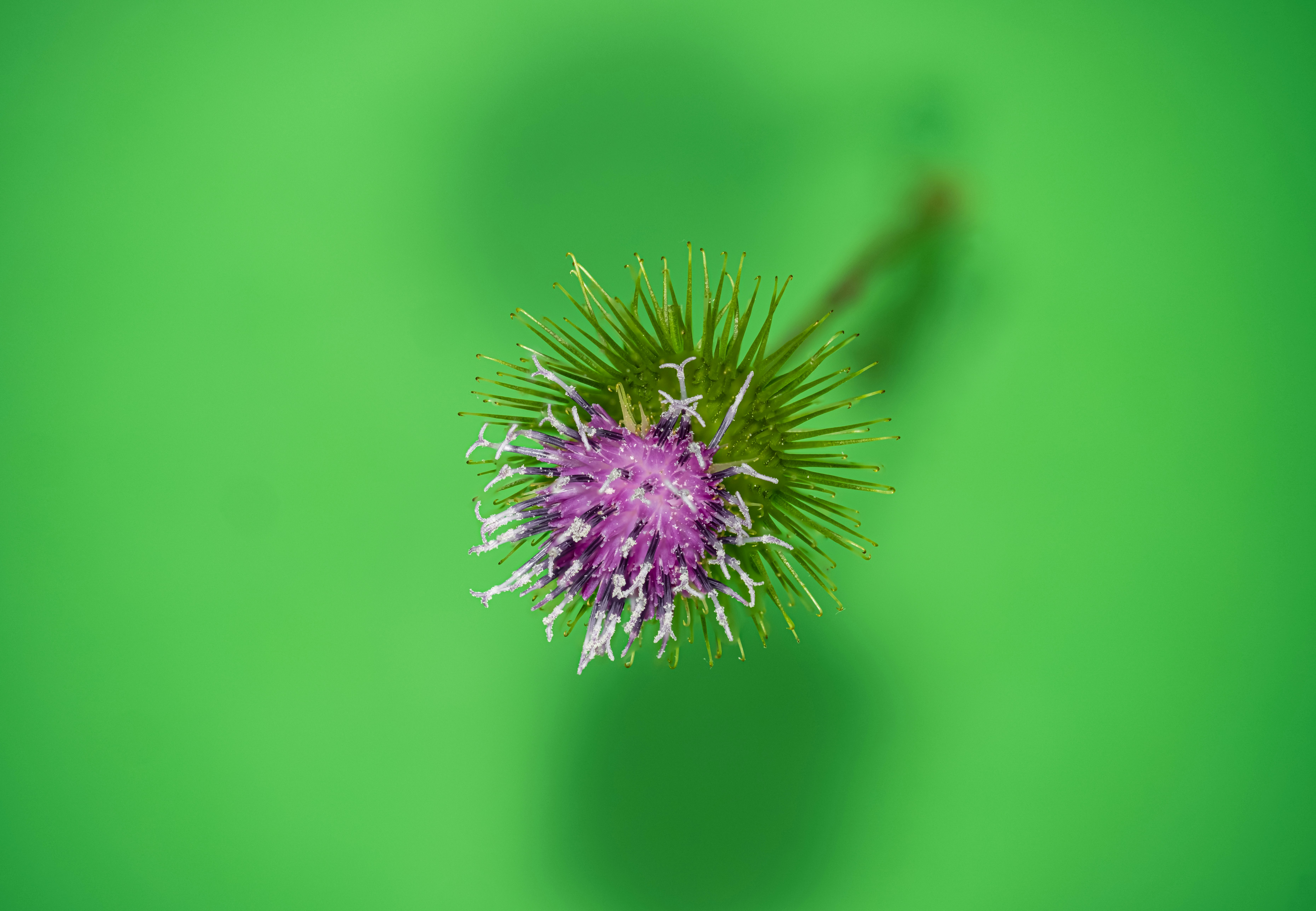 Photo by alexandredaoust