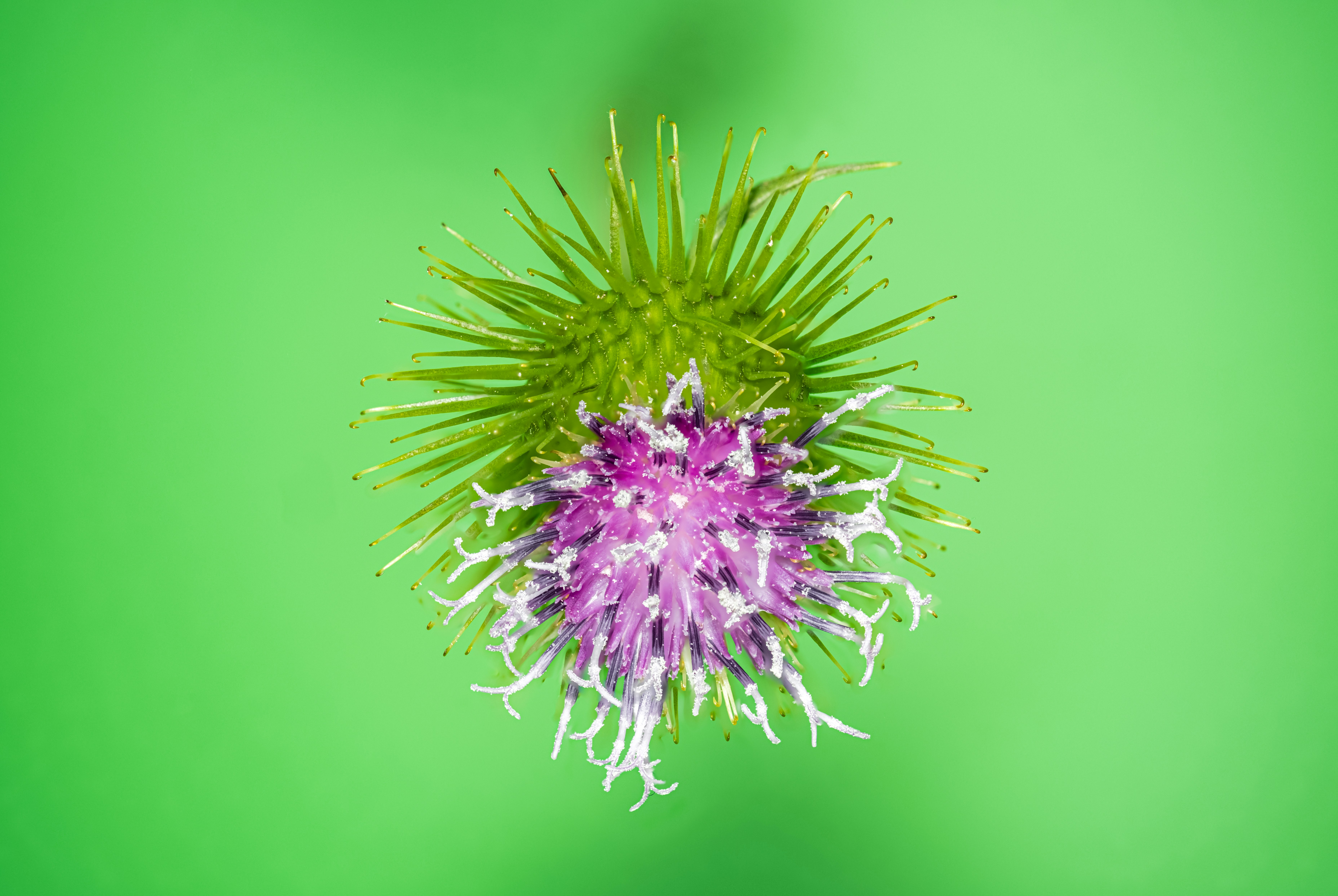 Photo by alexandredaoust