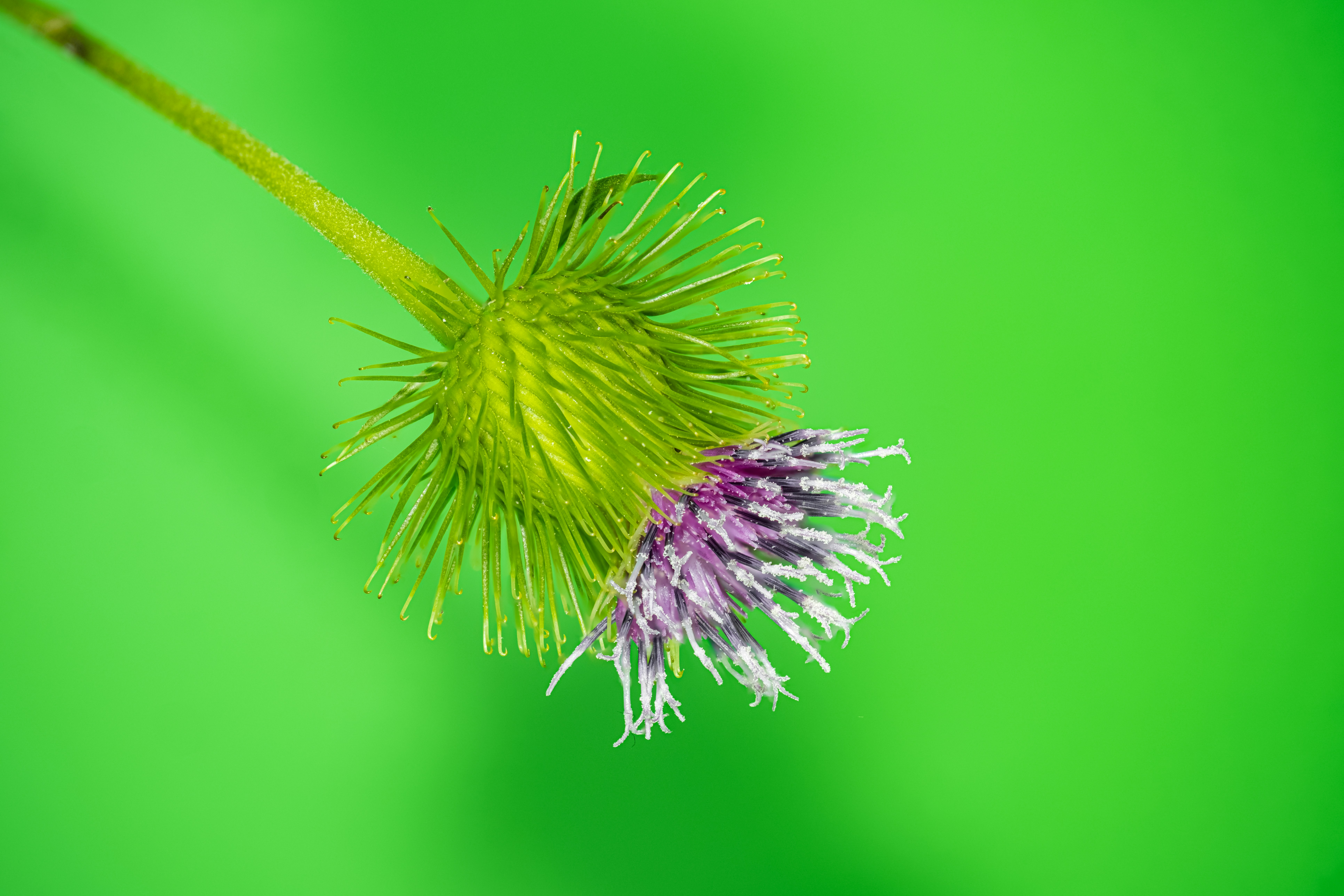 Photo by alexandredaoust