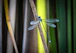 A dragonfly sitting on top of a wooden stick