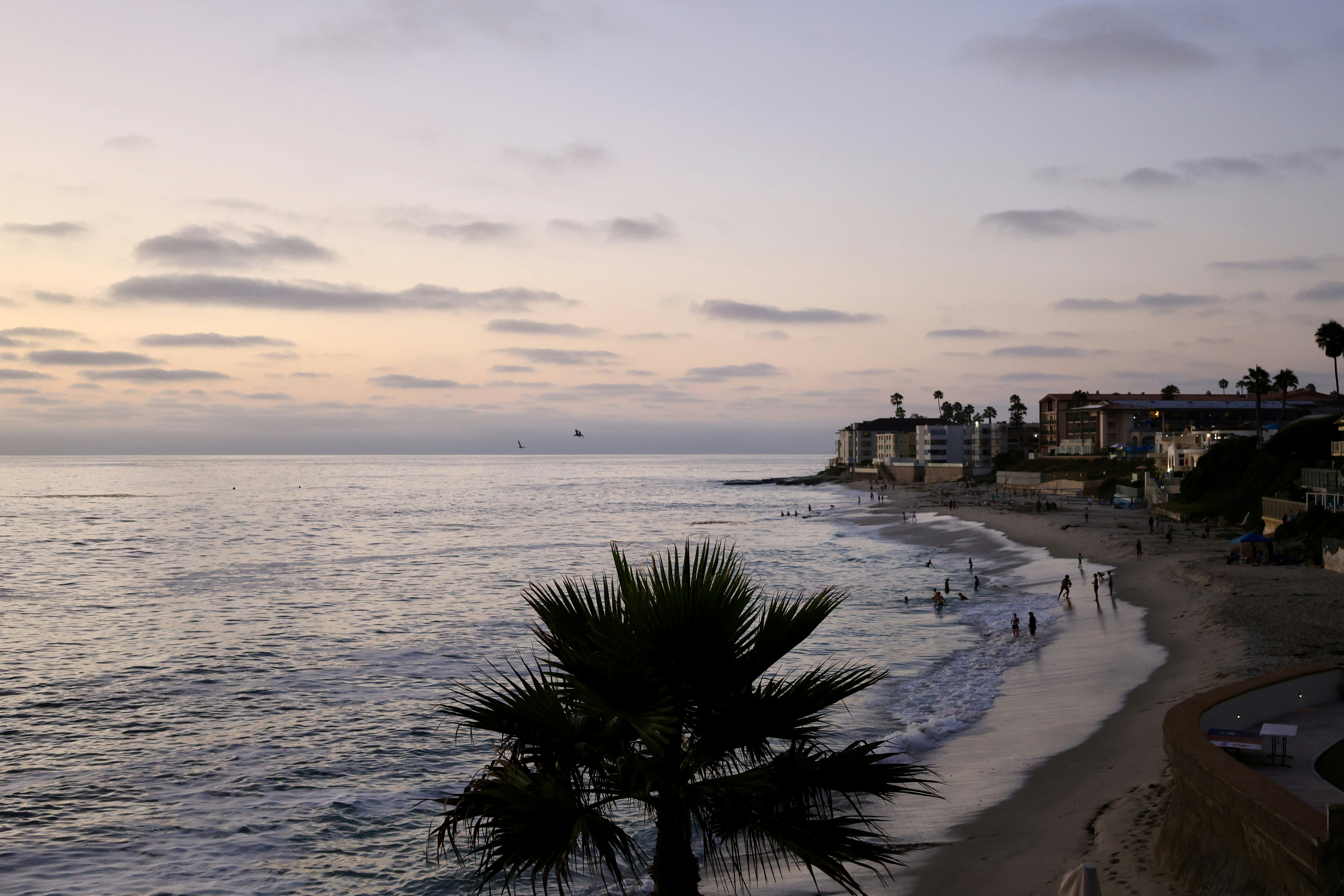 A view of a beach with a palm tree in the foreground