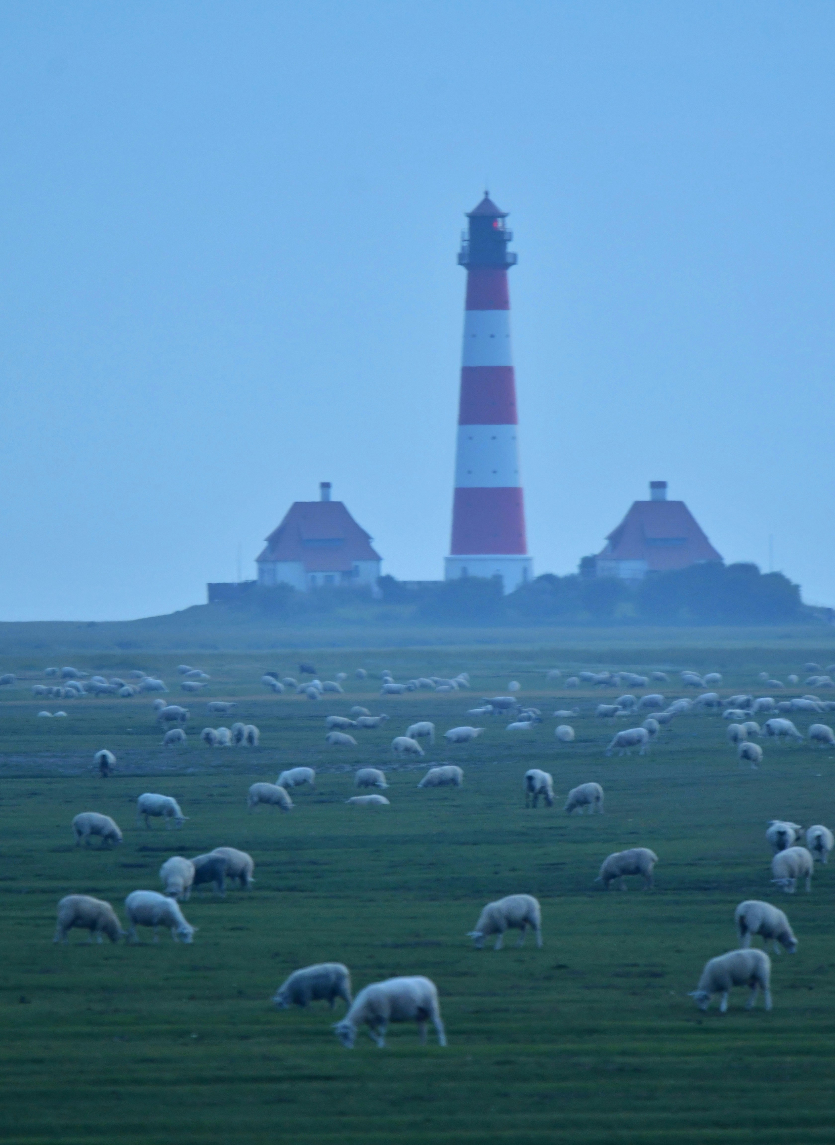 A herd of sheep grazing in a field with a lighthouse in the background