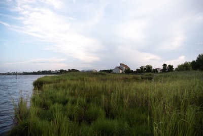 A grassy area next to a body of water