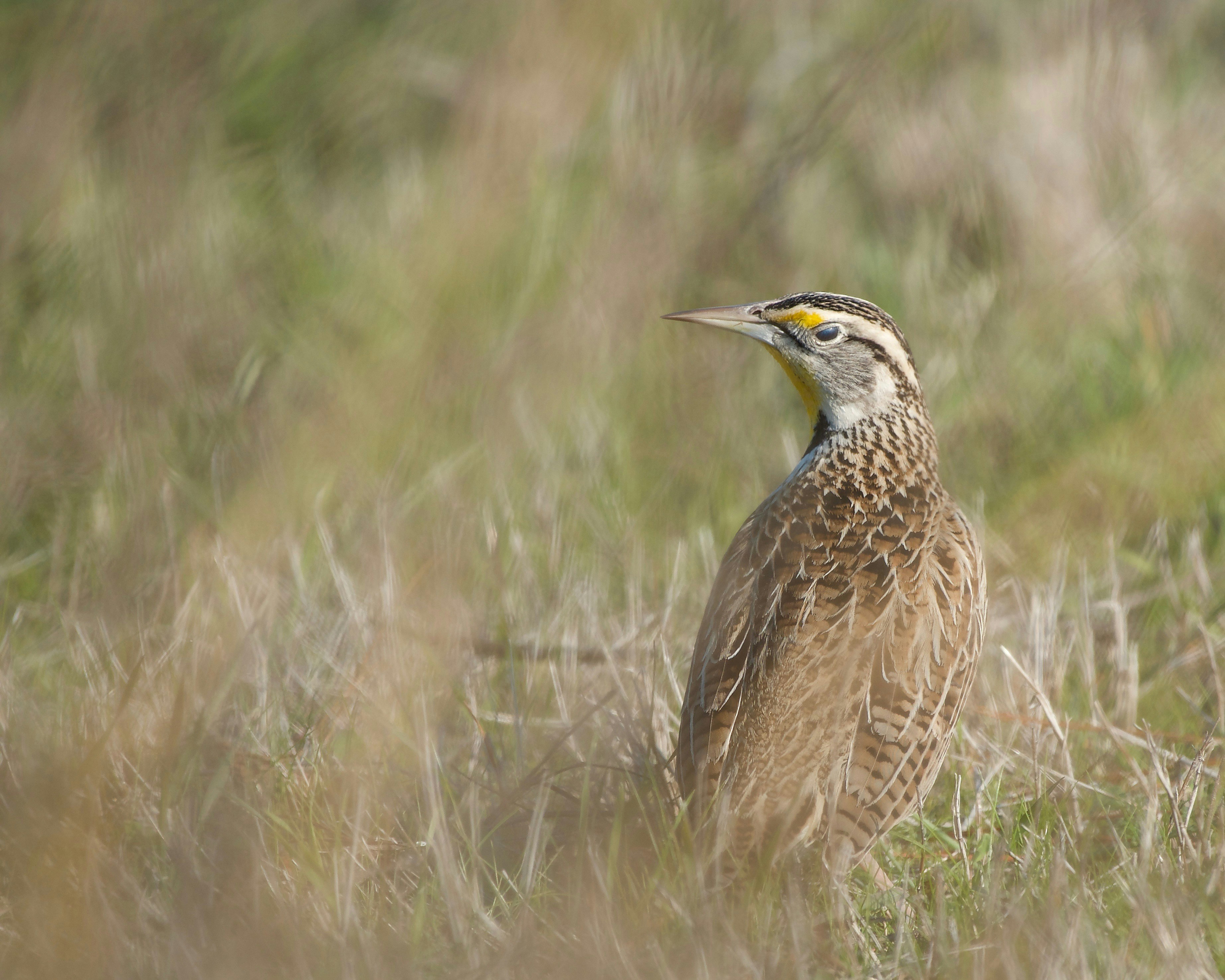 A bird standing in a field of tall grass