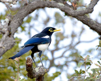 A blue and white bird perched on a tree branch