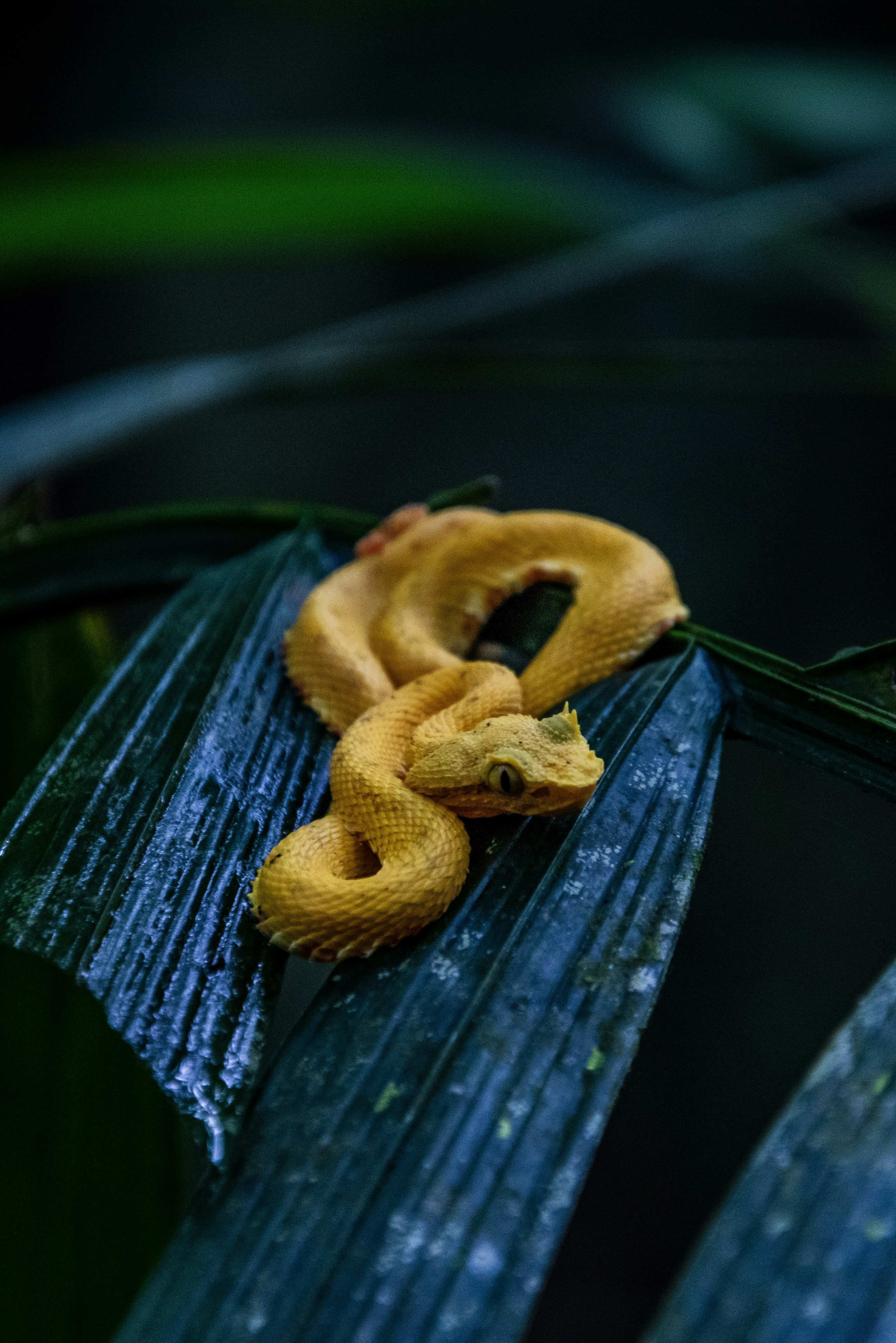 A close up of a leaf with a yellow snake on it