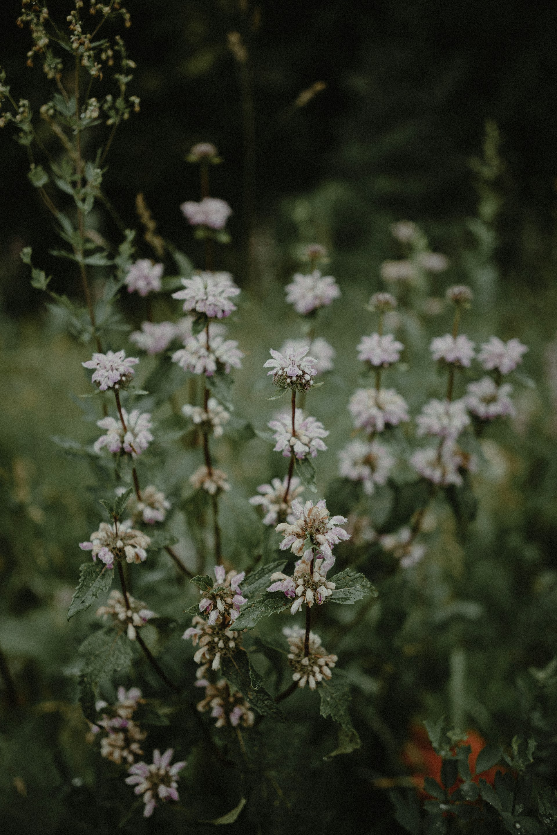 A bunch of white flowers in a field