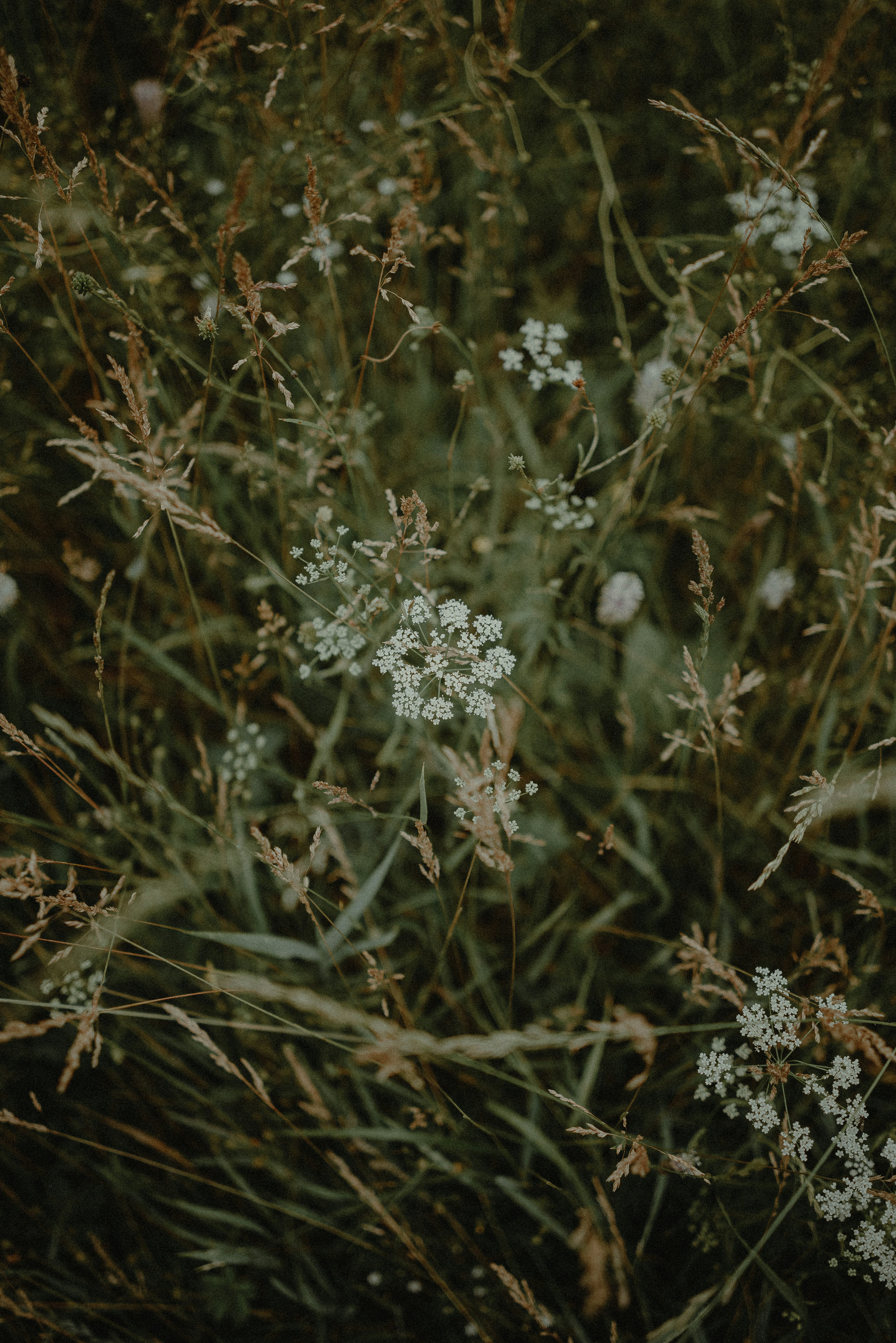 Photo by luniavis