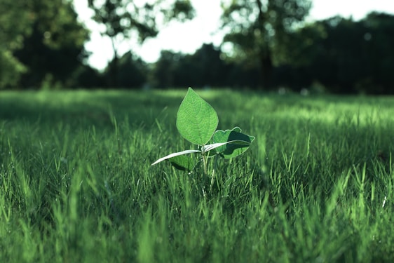 A small green leaf sitting on top of a lush green field