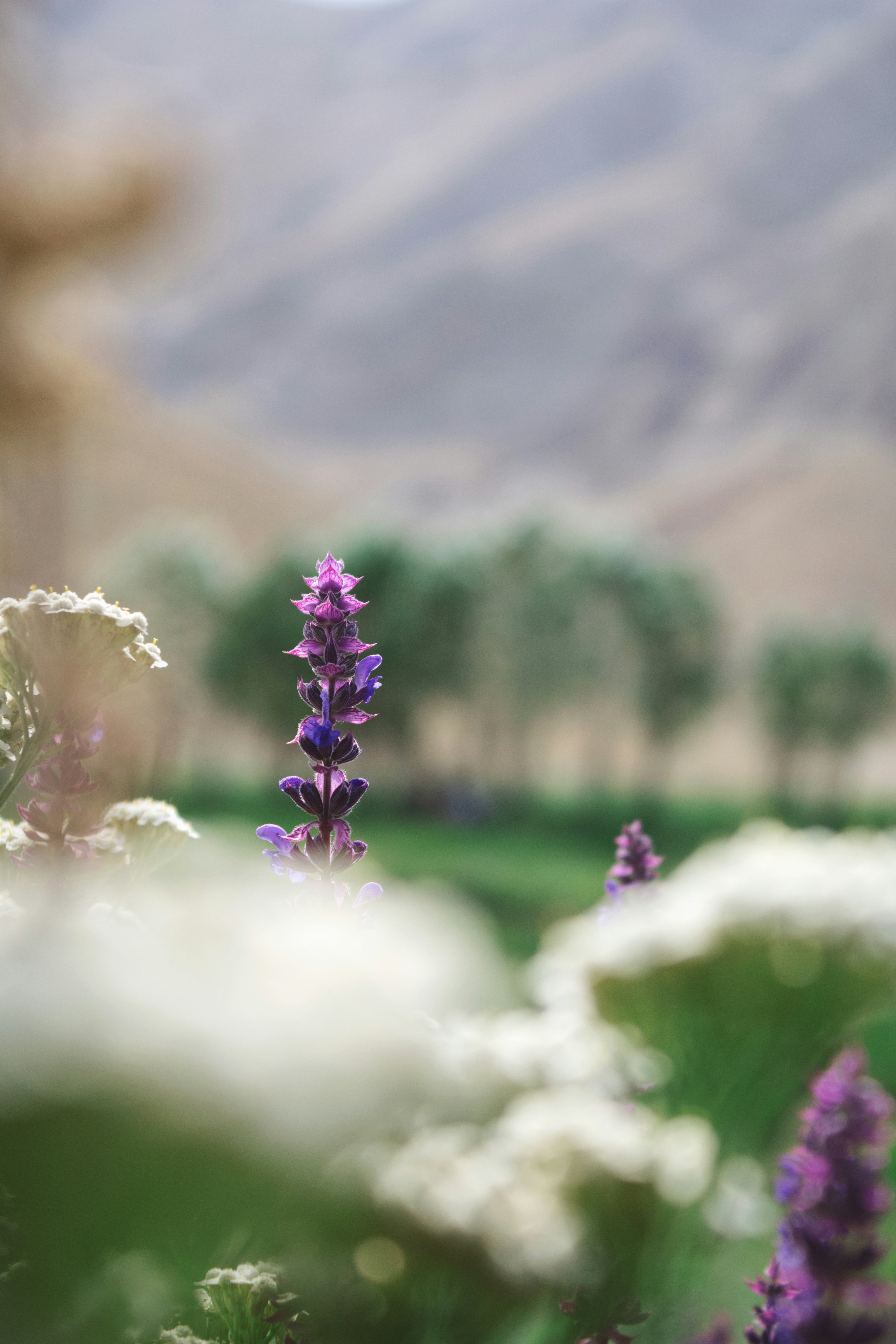 A field of purple and white flowers with mountains in the background