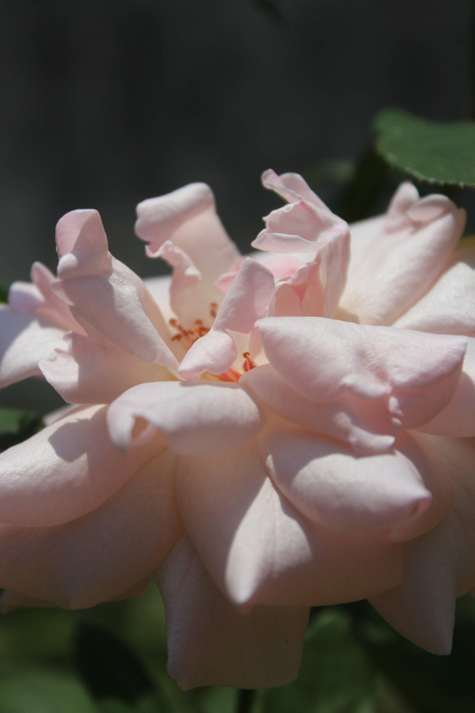 A close up of a pink flower with green leaves