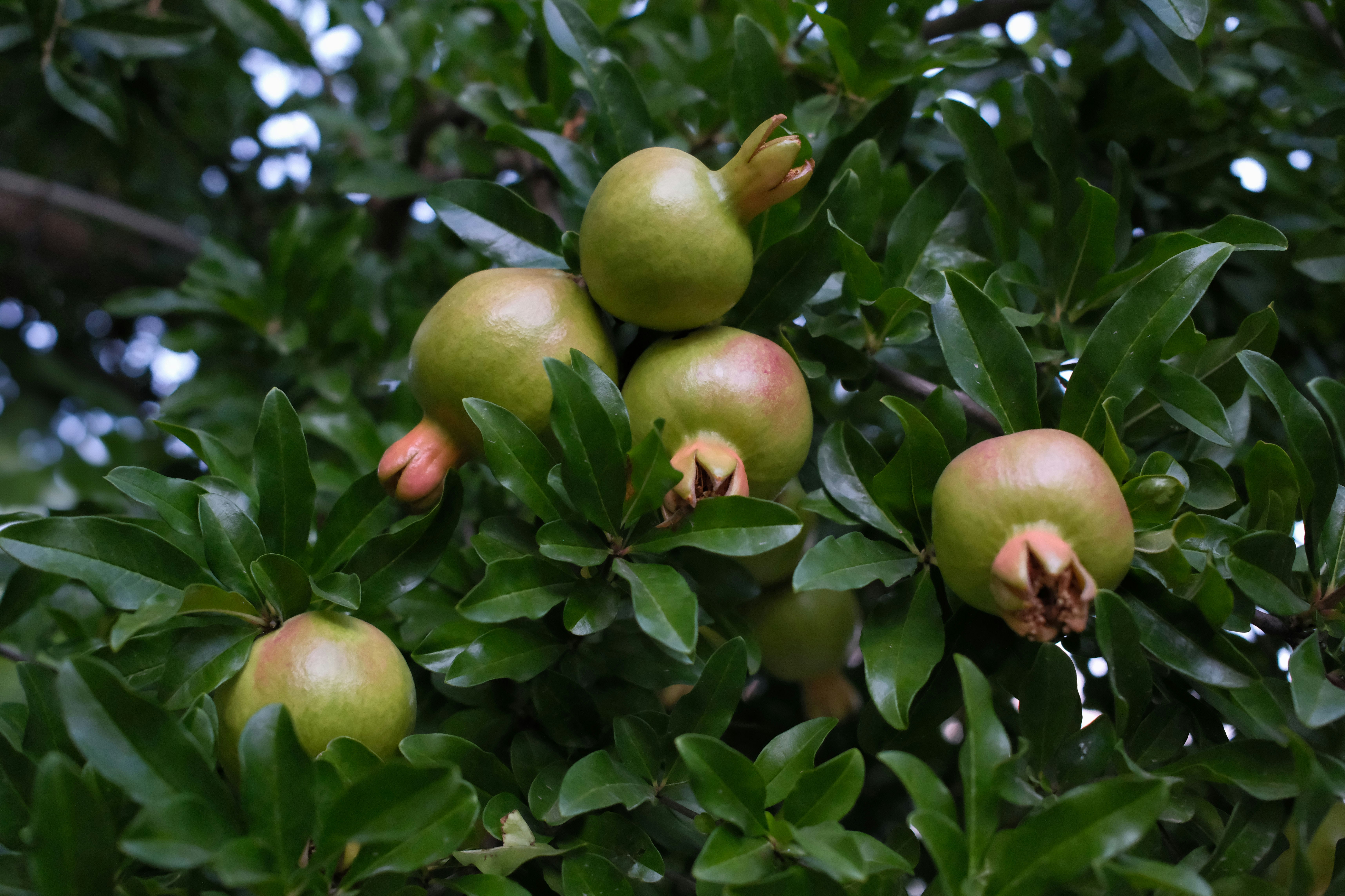 A tree filled with lots of green fruit