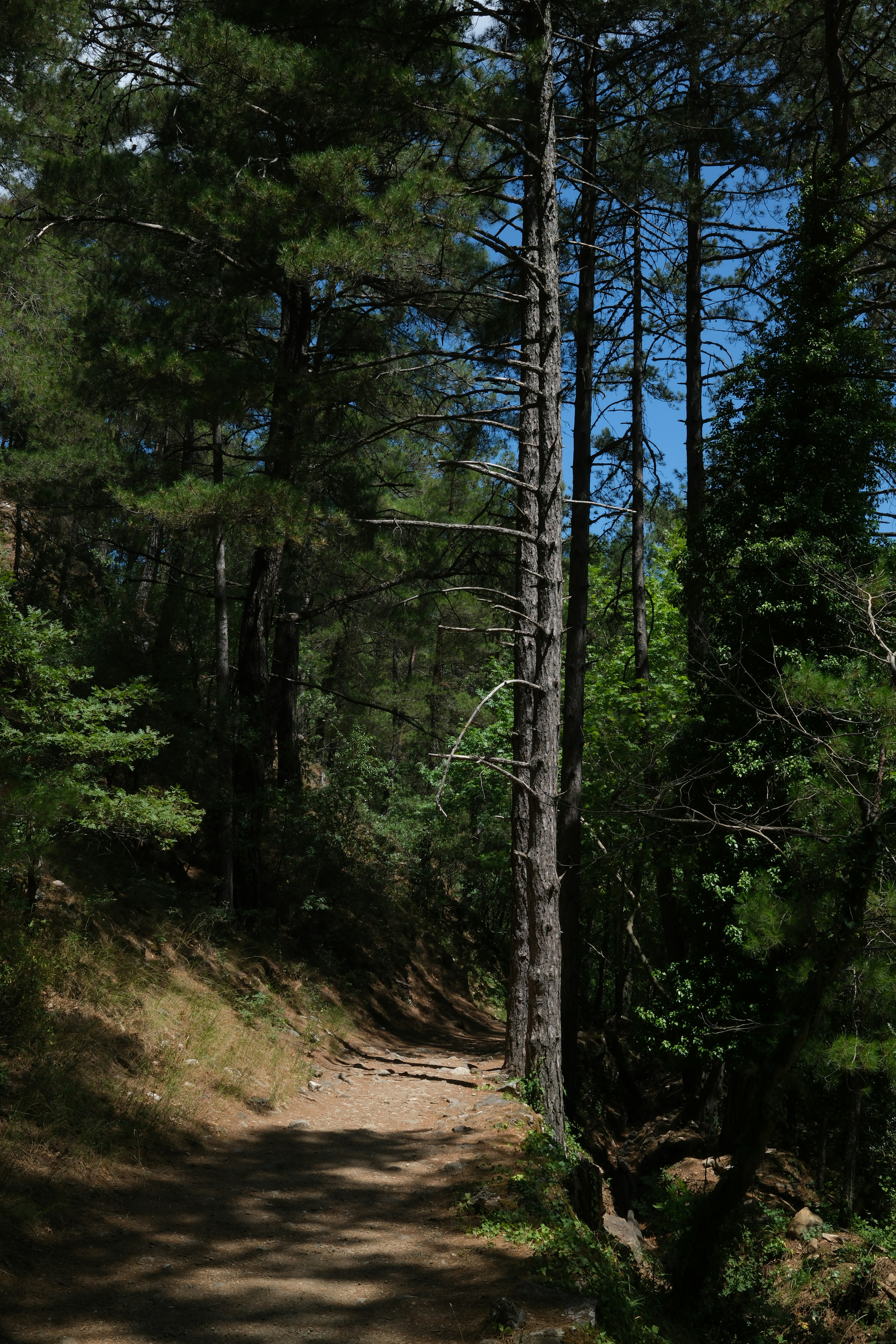 A dirt road in the middle of a forest