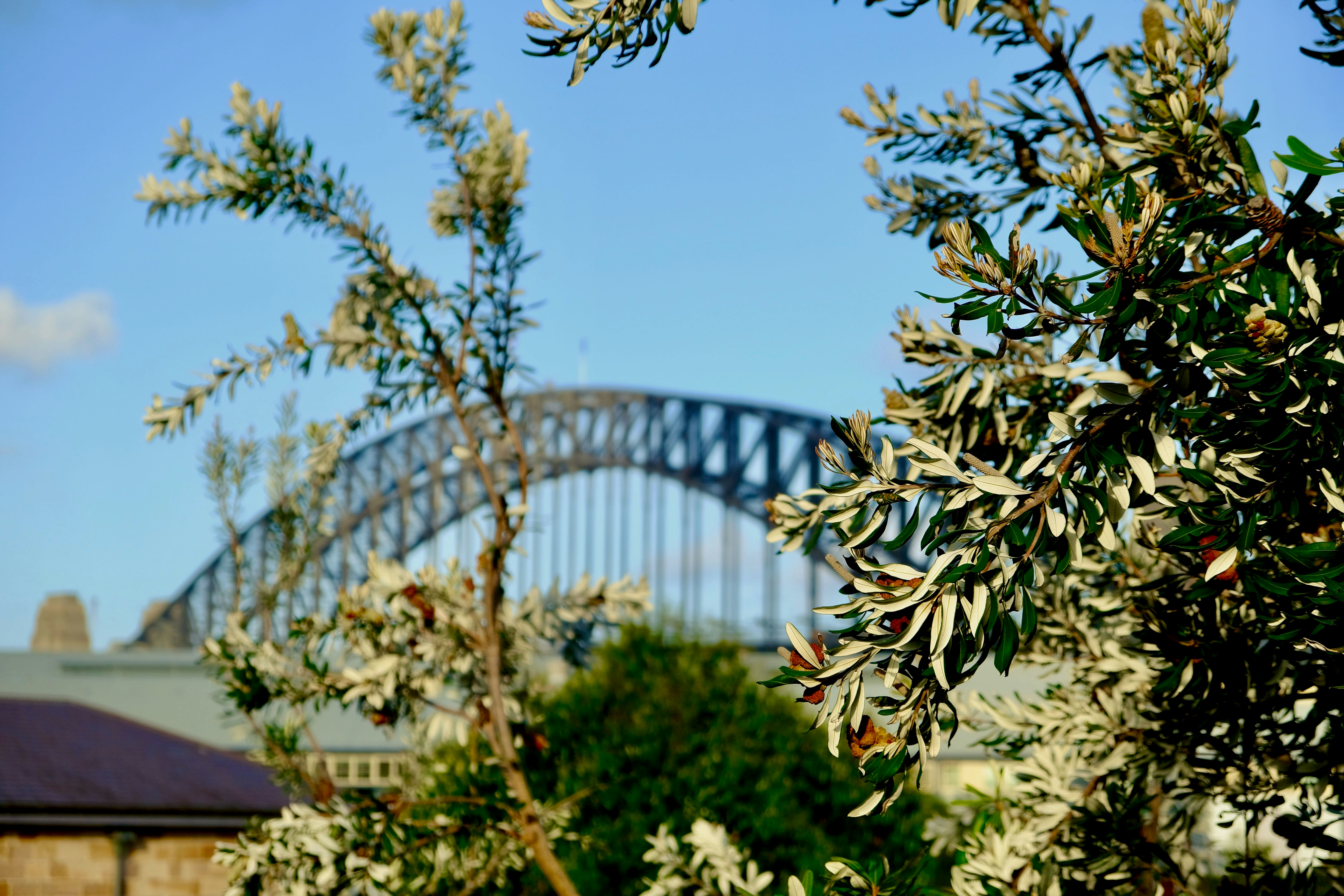 A view of a bridge from behind some trees