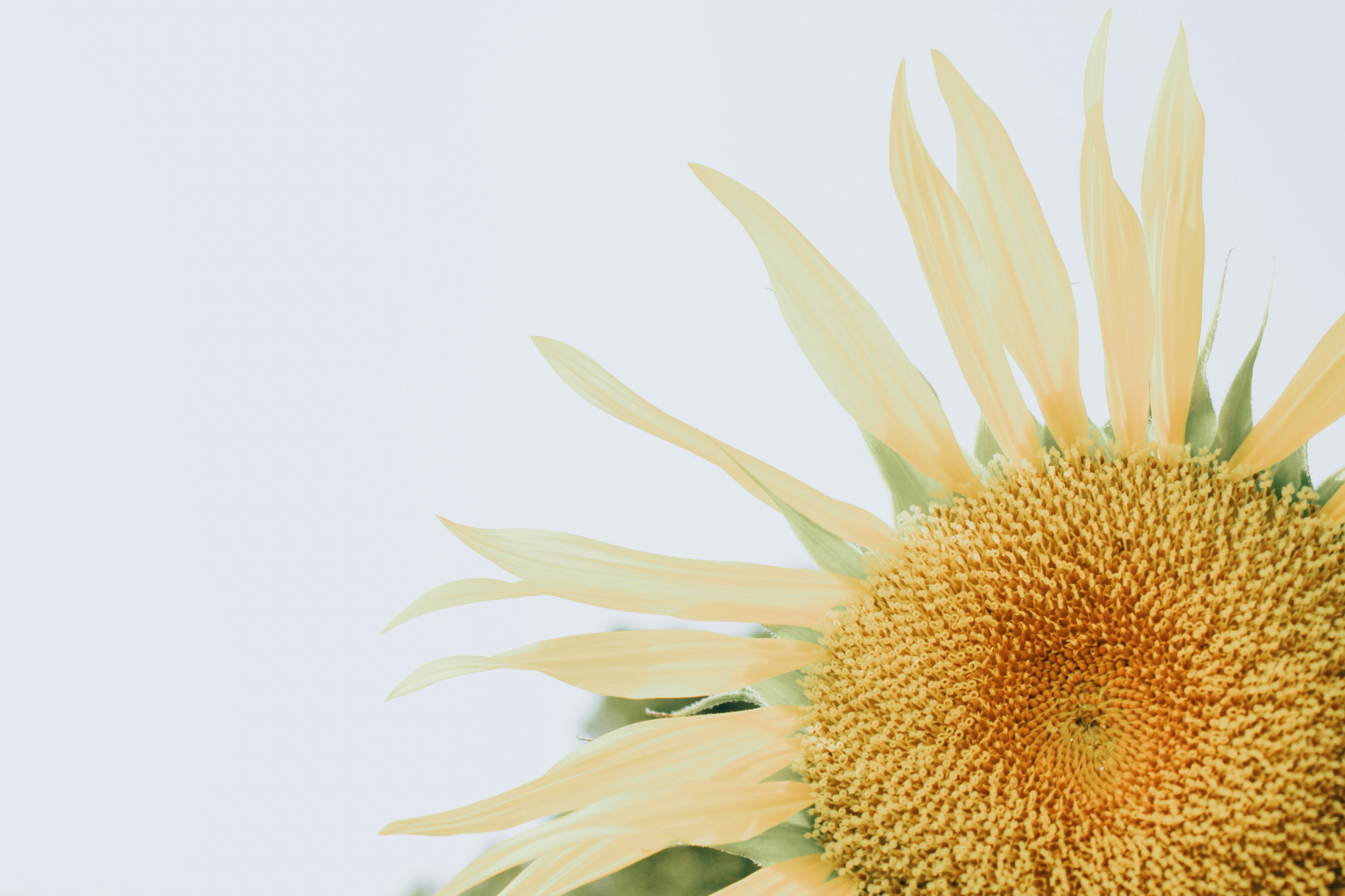 A large sunflower with a white sky in the background