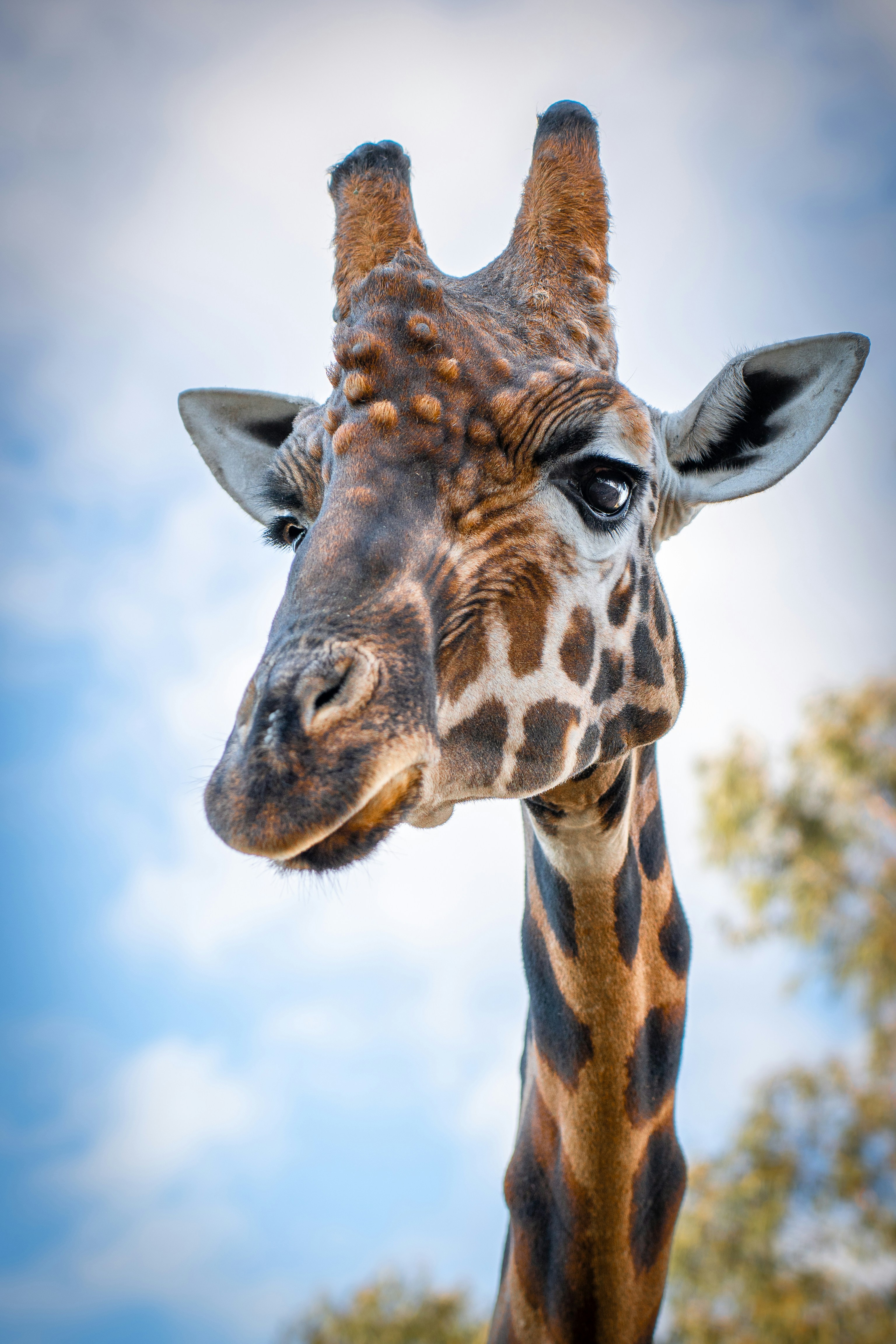 African savanna sunset, ilustrasi artikel Embark on an Unforgettable Safari Honeymoon: A Once-in-a-Lifetime Adventure 6