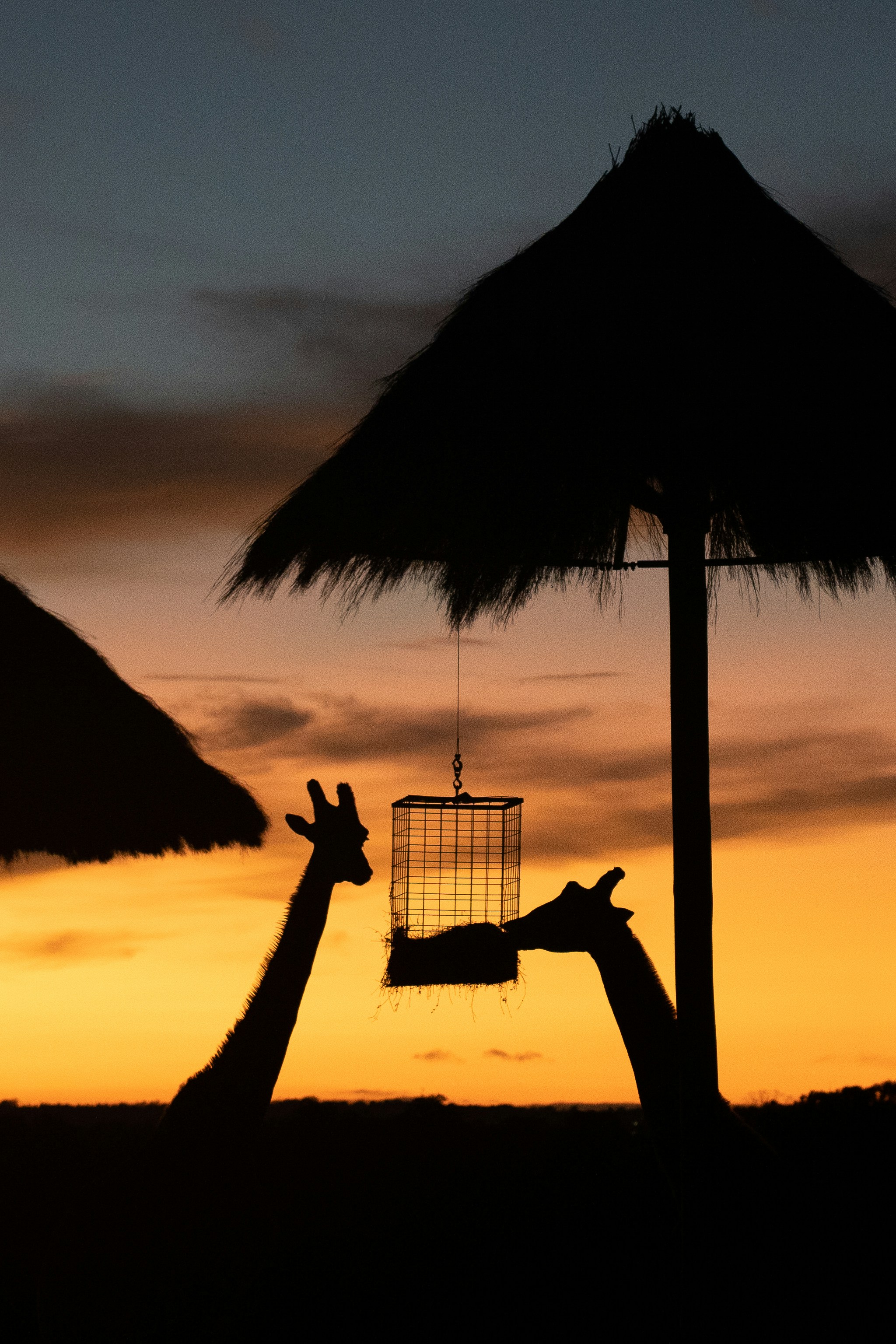 African savanna sunset, ilustrasi artikel Embark on an Unforgettable Safari Honeymoon: A Once-in-a-Lifetime Adventure 2