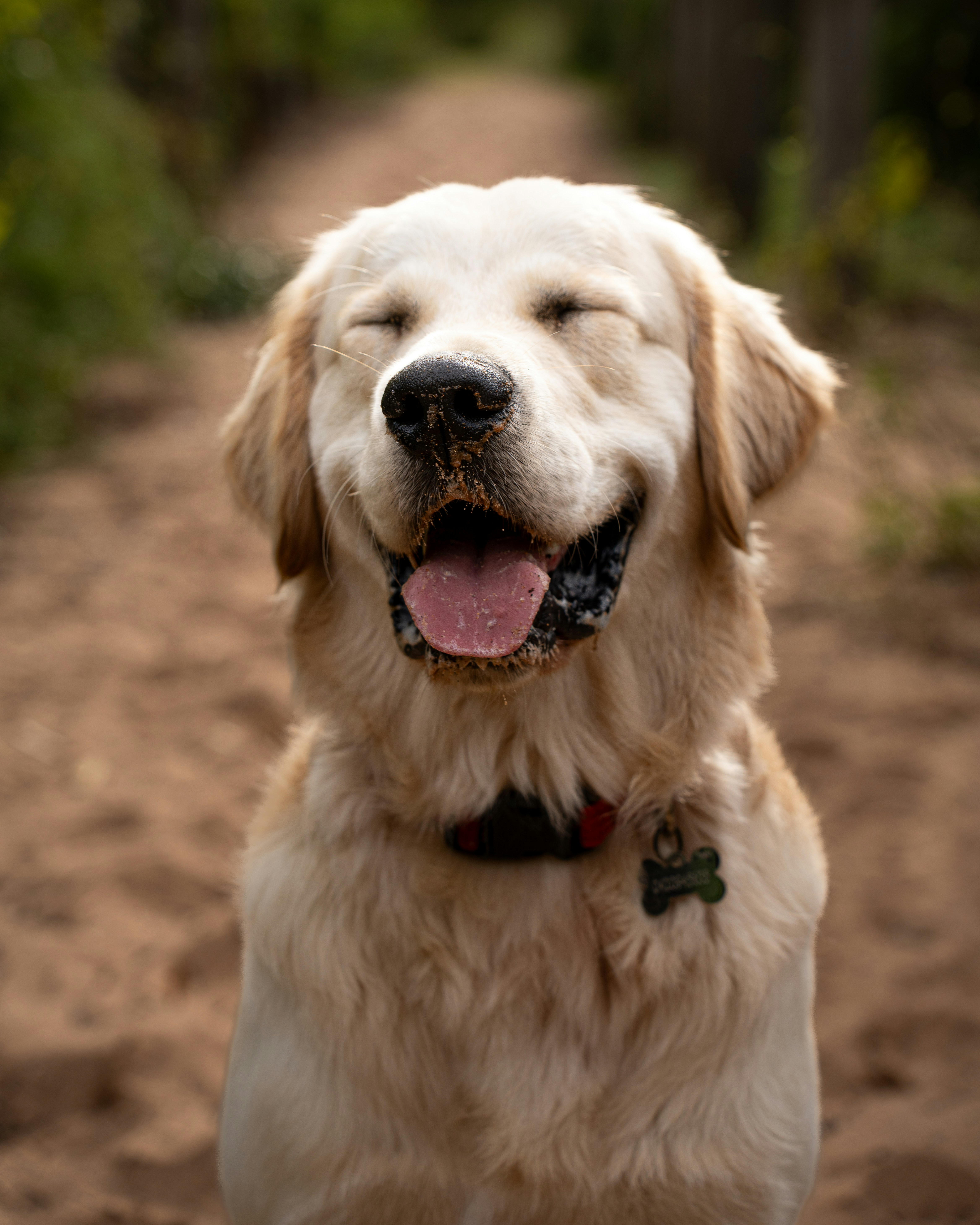A dog sitting on a dirt road