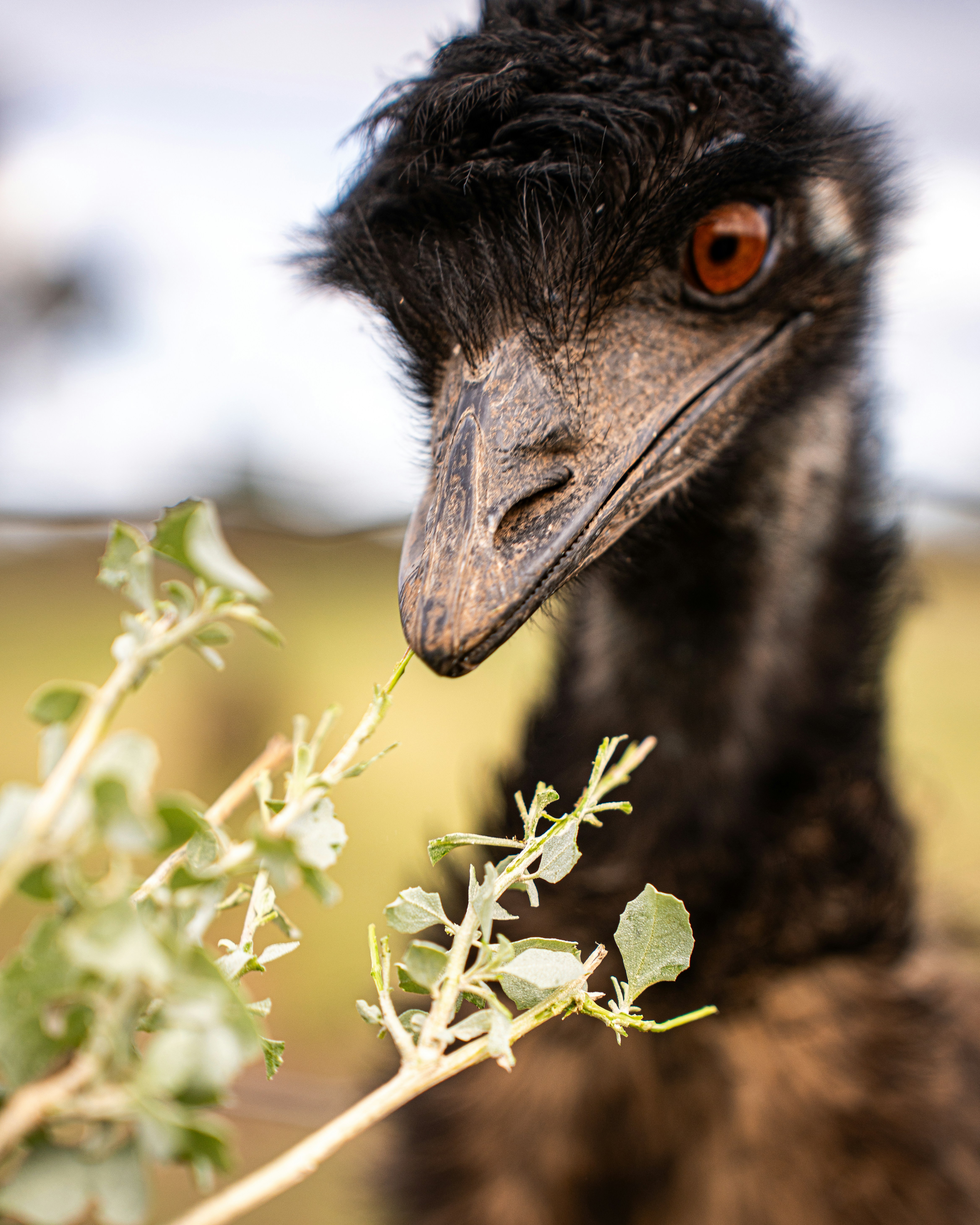 emu bush
