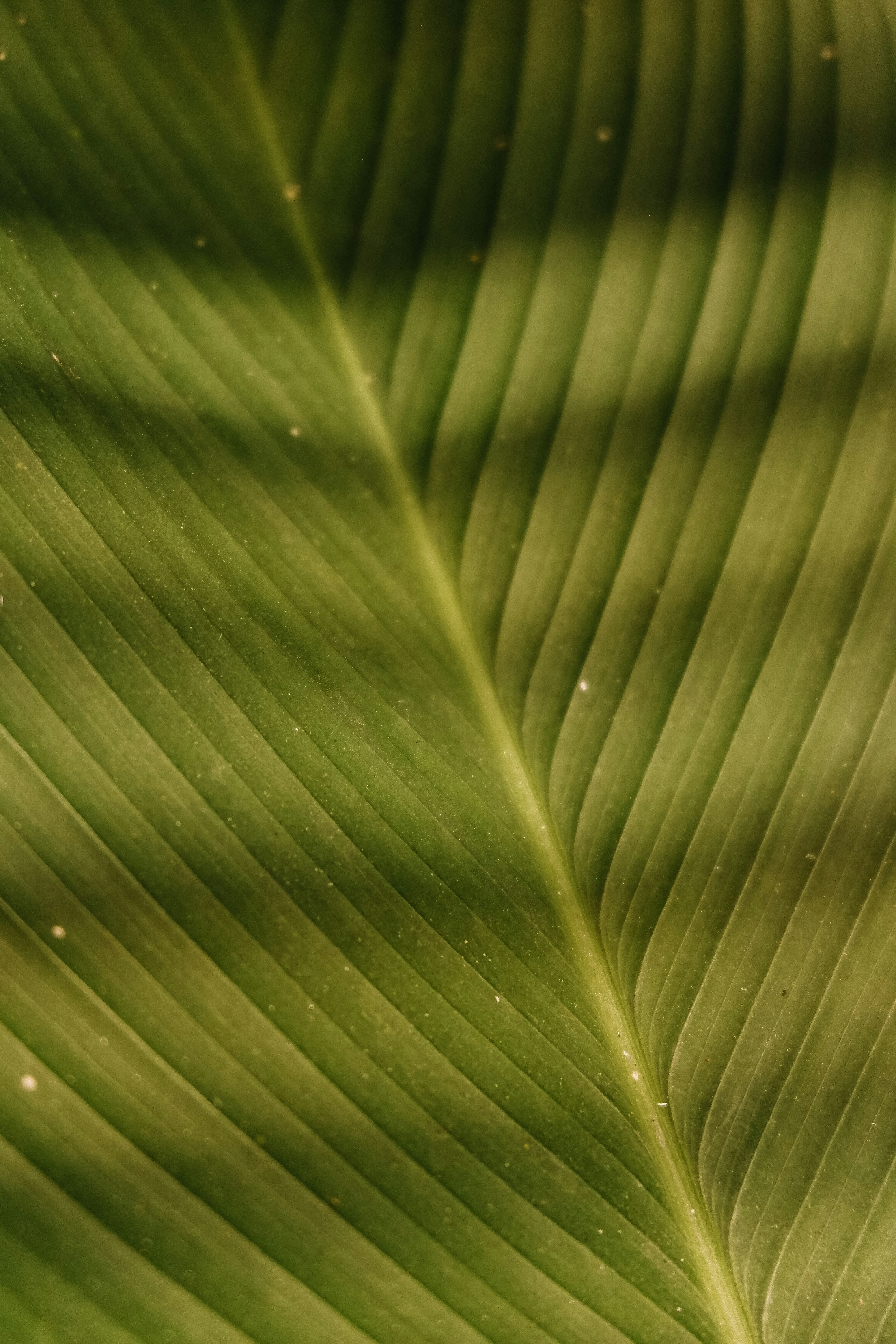 Photo by jepretualang