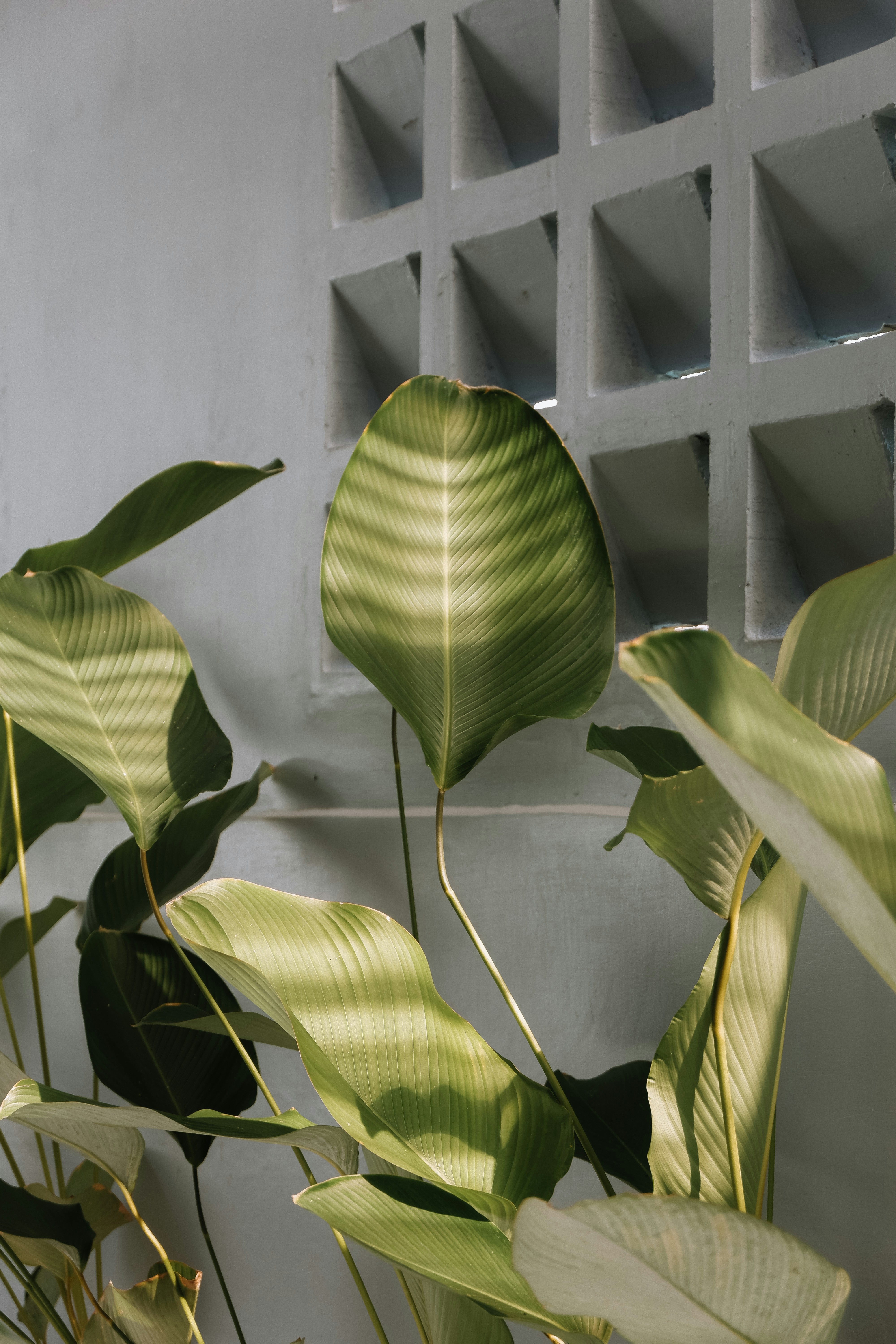 A green plant in a white vase next to a gray wall