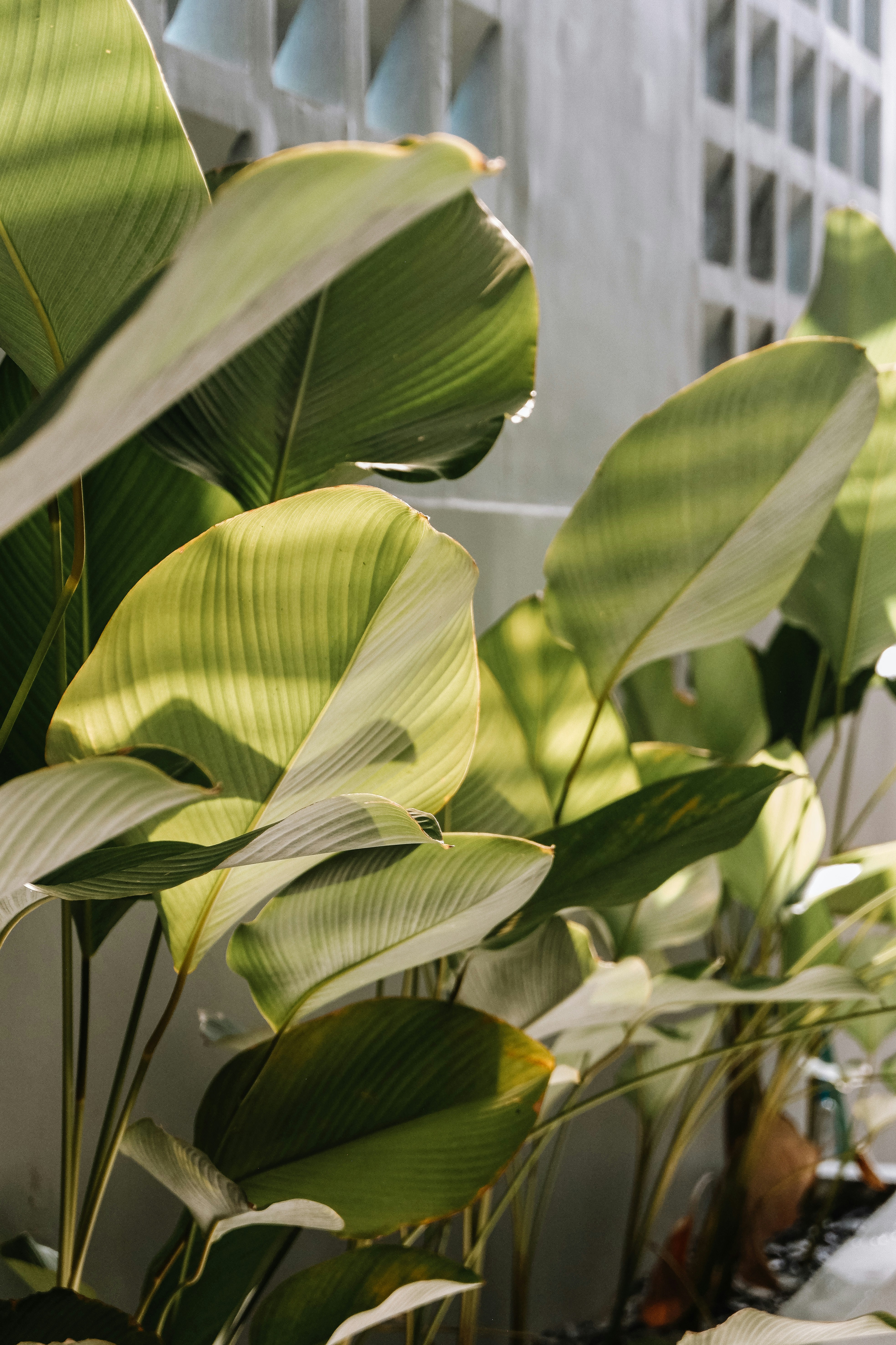 A row of green plants sitting next to a building