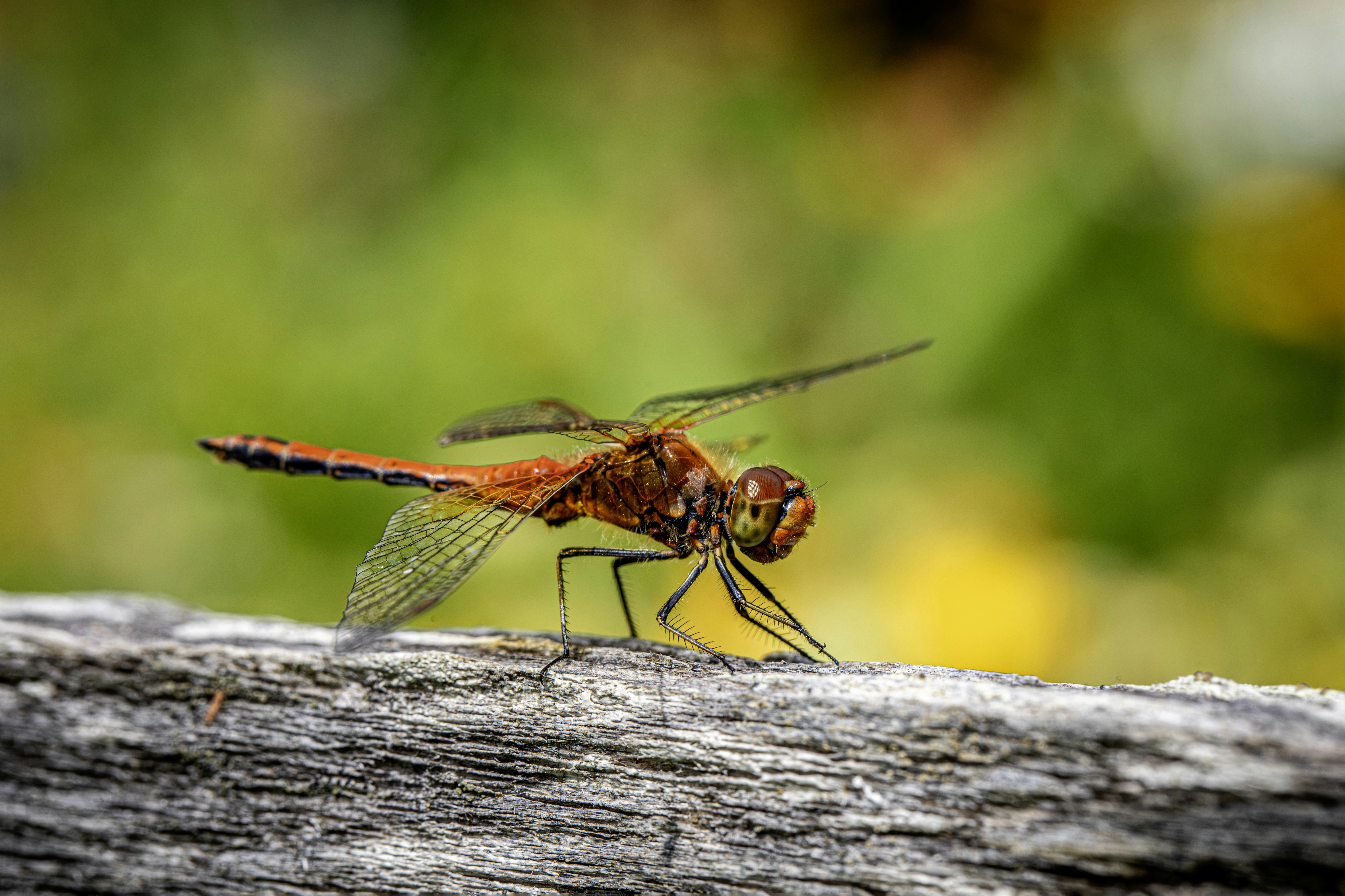 Photo by erik_karits