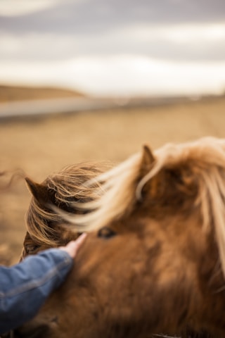 A person petting a horse on the nose