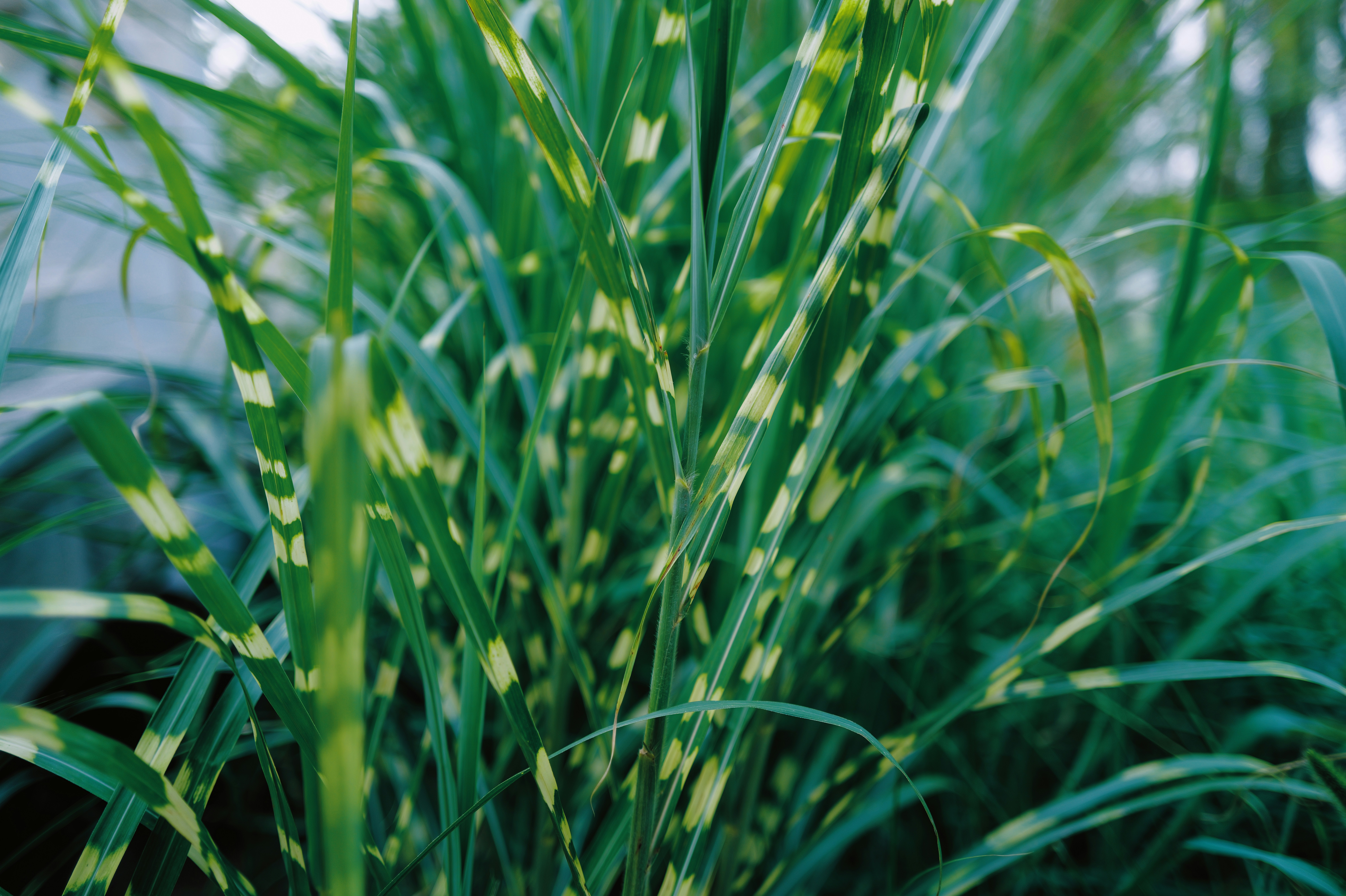 Maadi River Grass (Bermuda)