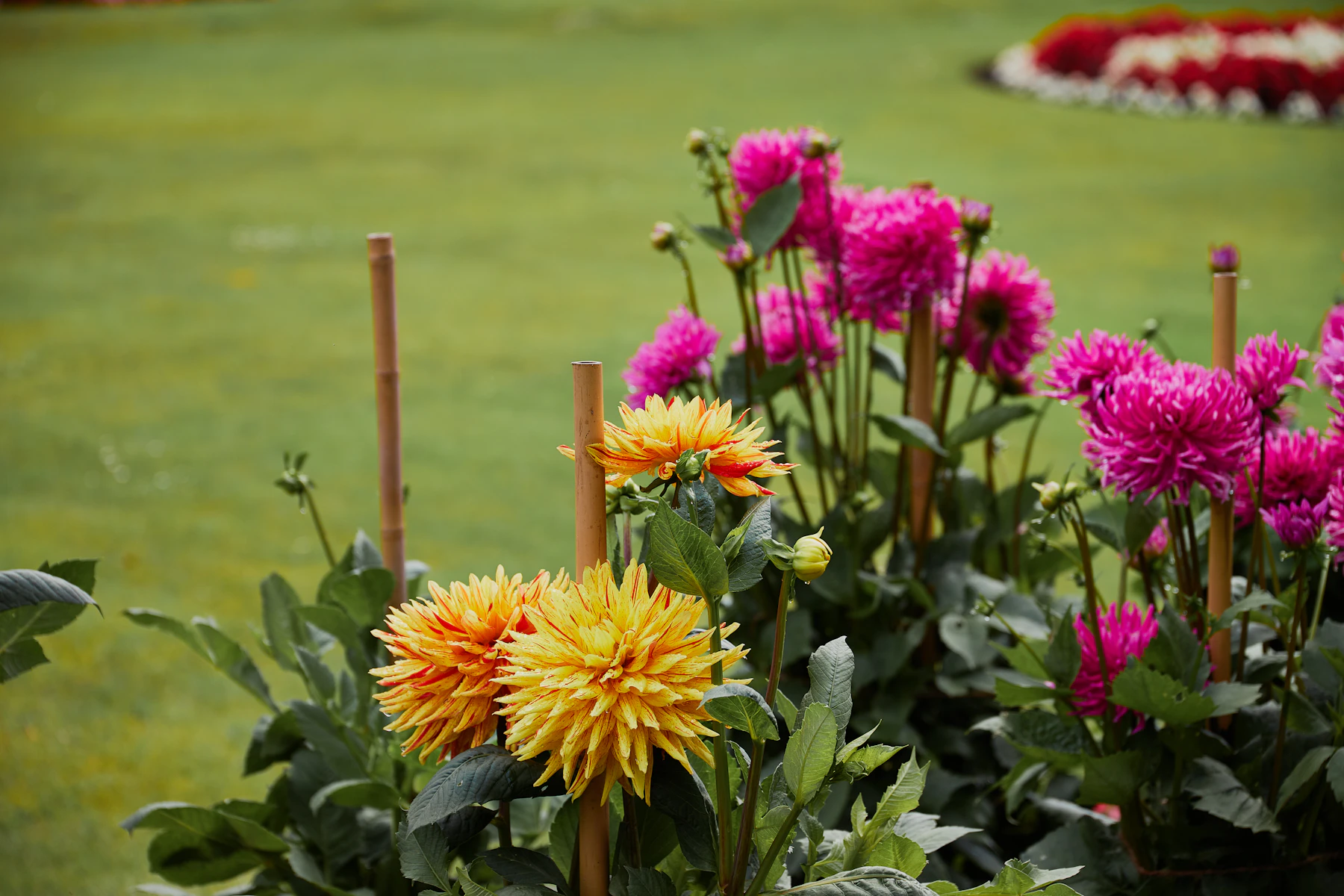 Orange and magenta dahlias tied to wooden stakes at the edge of a lawn