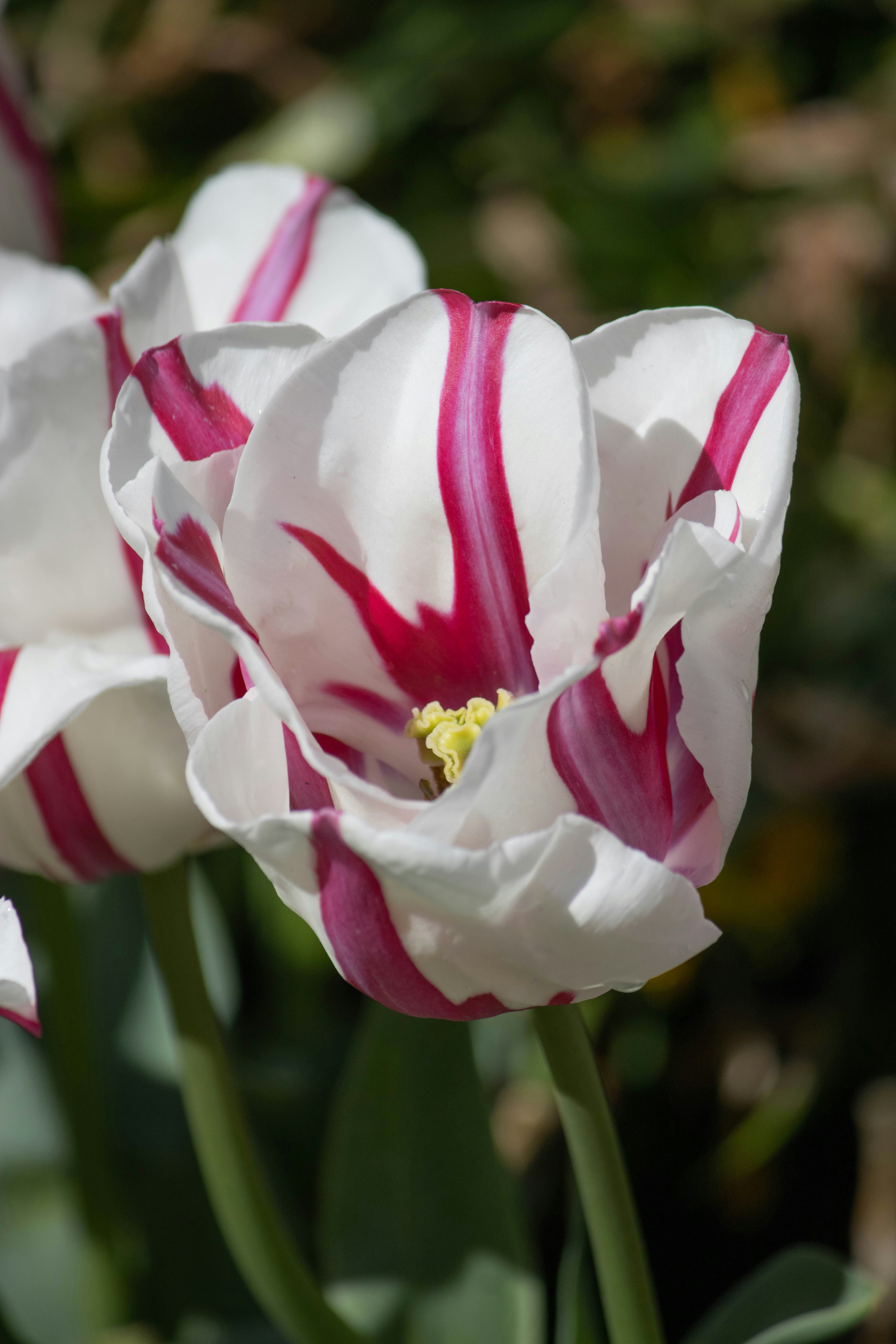 Un gros plan de deux fleurs blanches et rouges