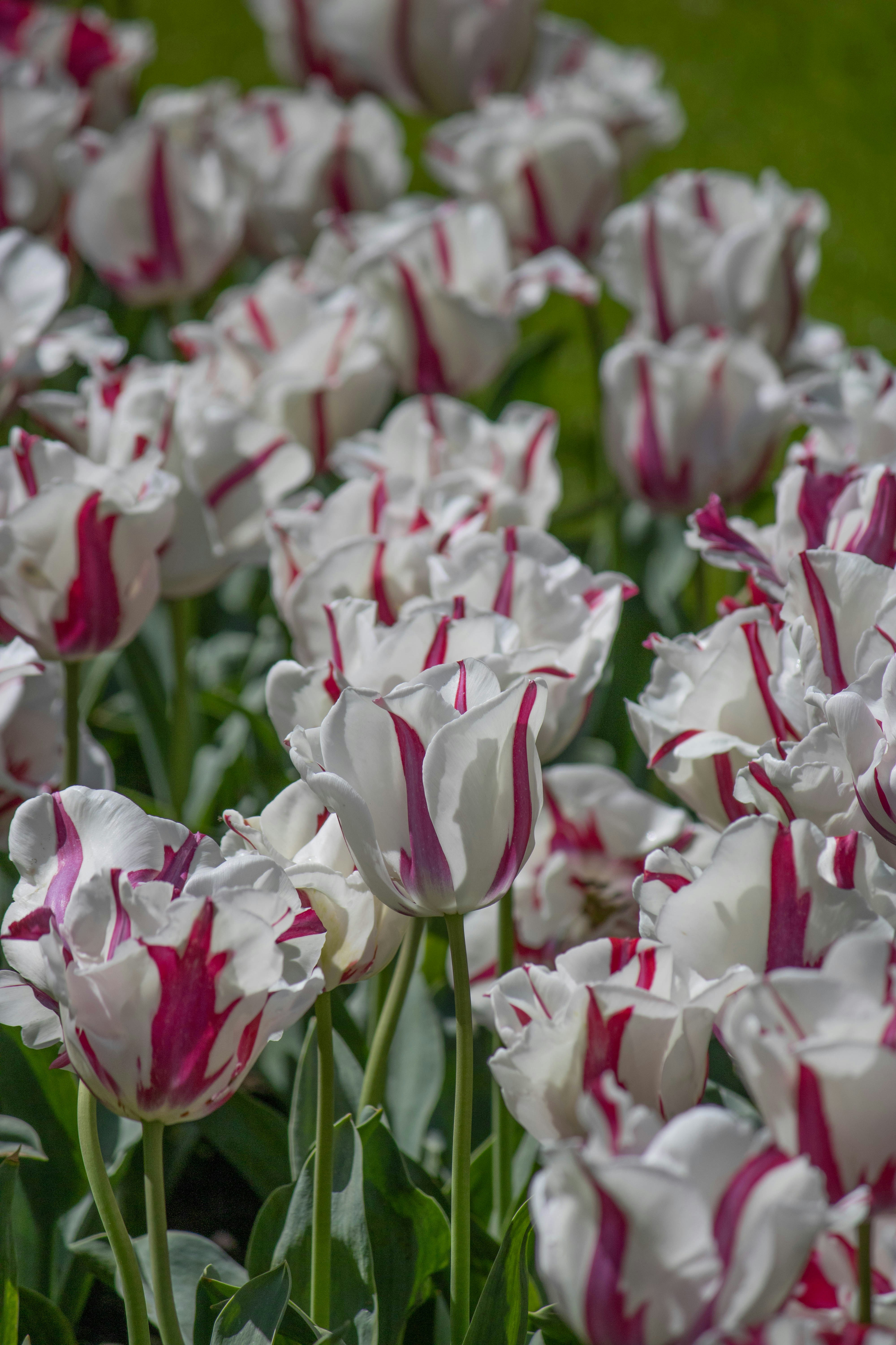 Un champ plein de fleurs blanches et rouges