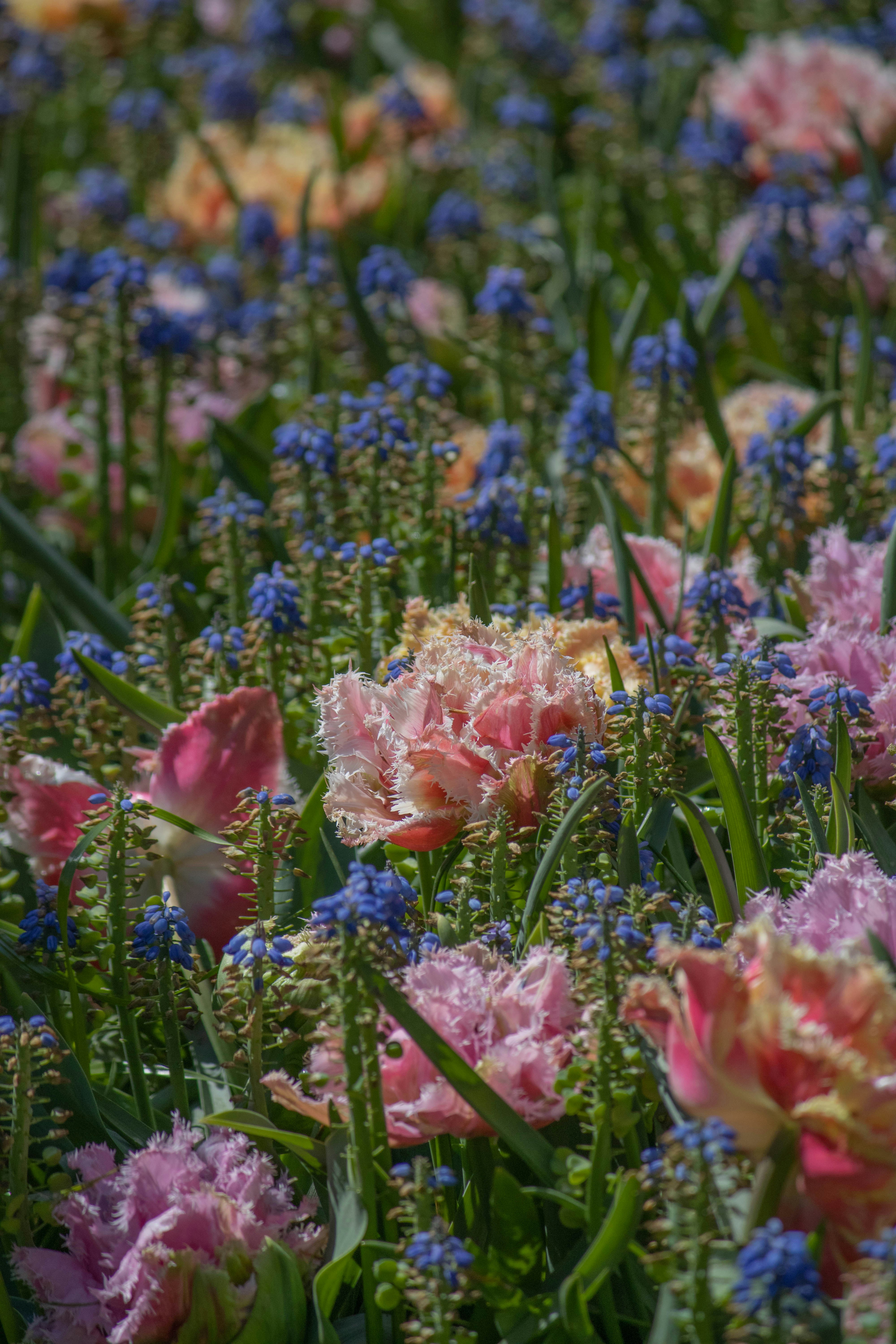 Un bouquet de fleurs qui sont dans l’herbe