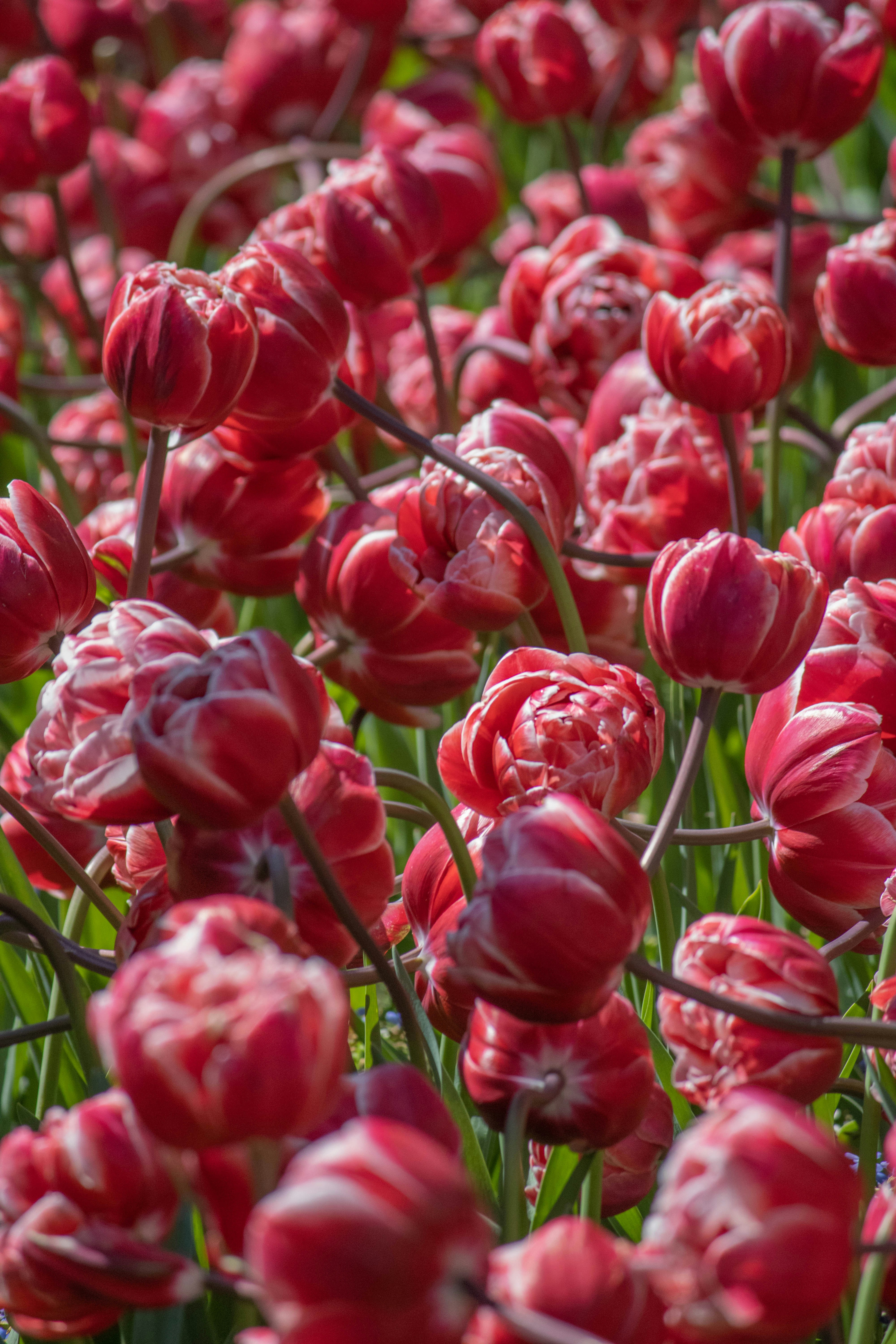Un bouquet de fleurs rouges qui se trouvent dans l’herbe