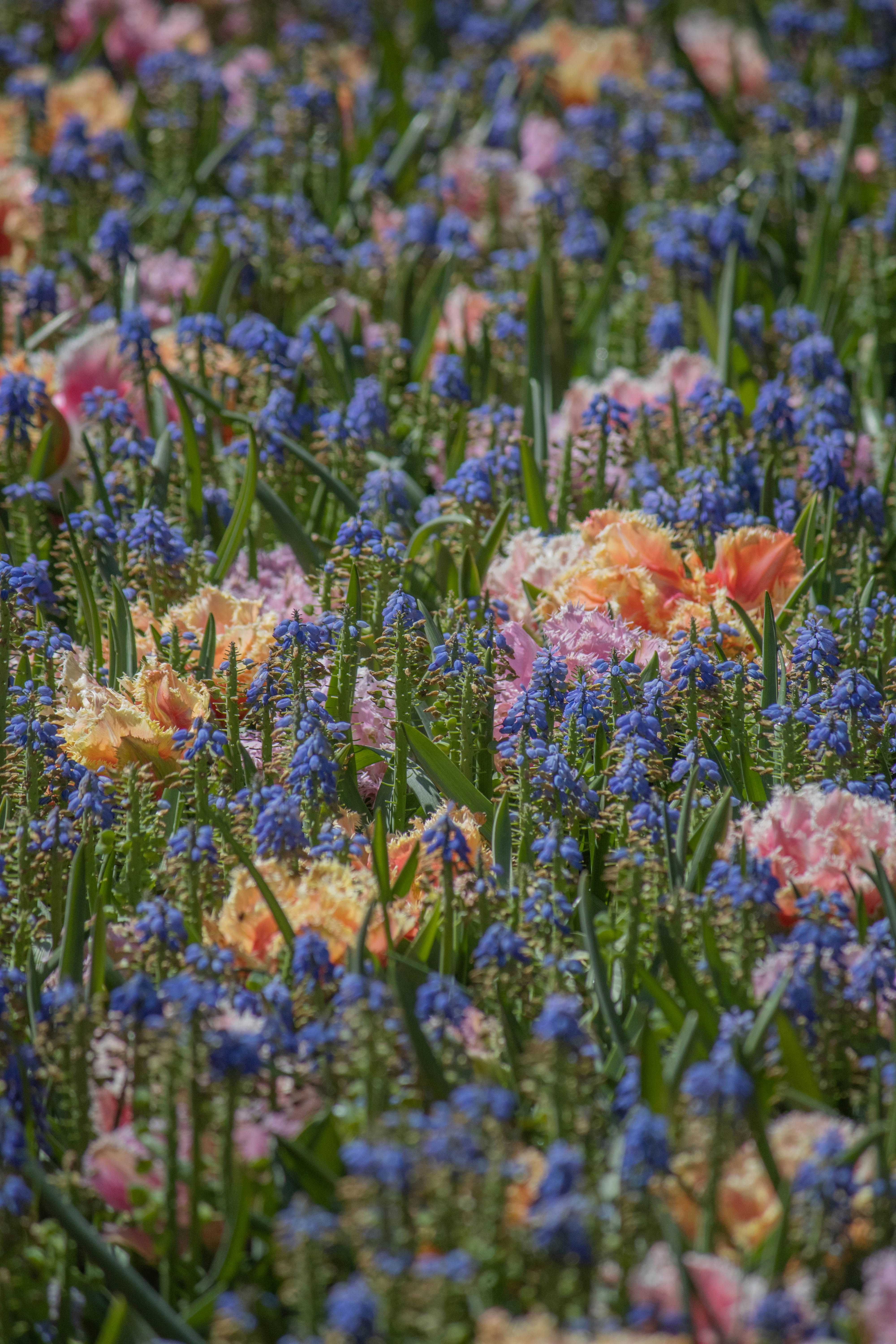 Un bouquet de fleurs qui sont dans l’herbe