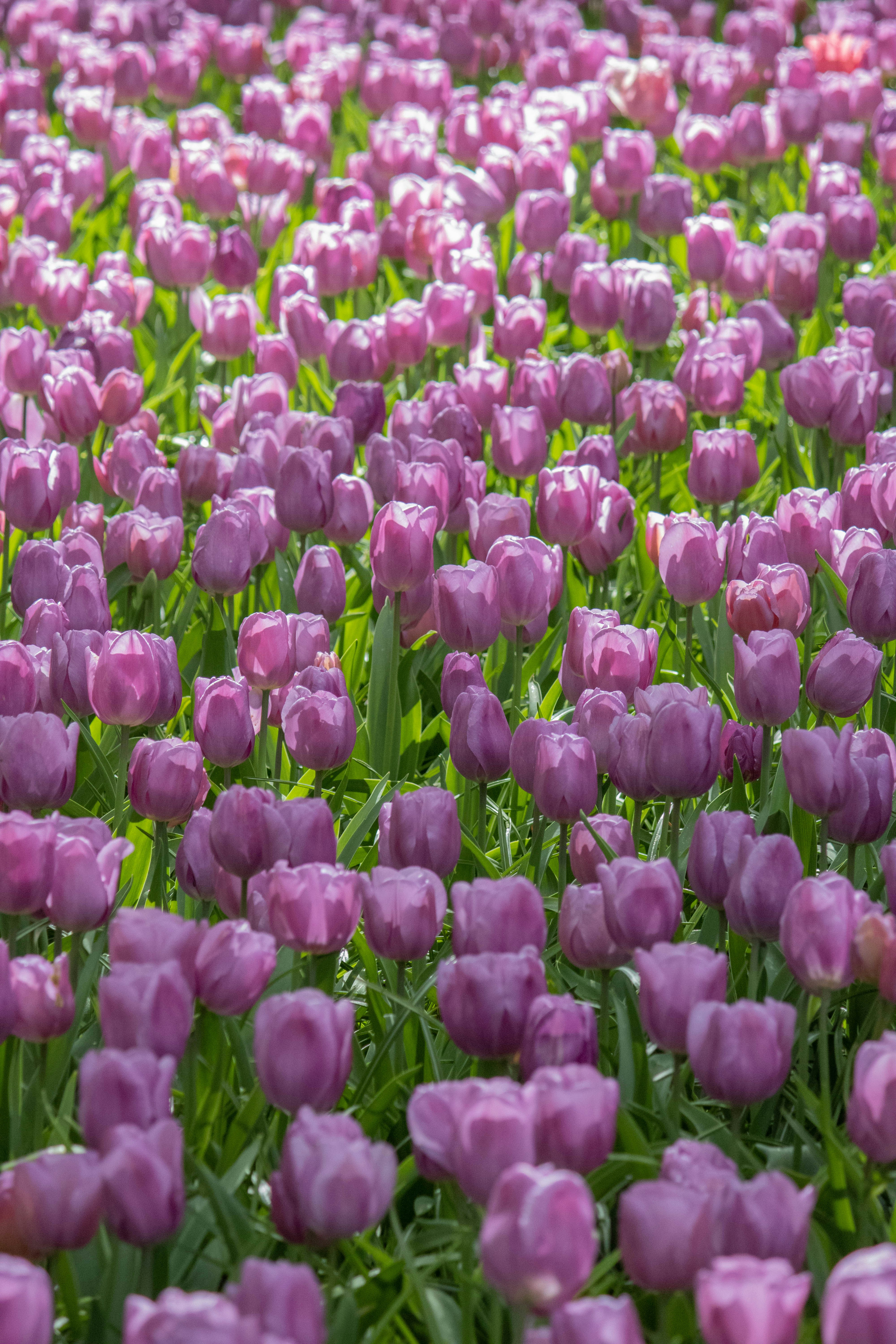 Un champ de tulipes violettes aux feuilles vertes