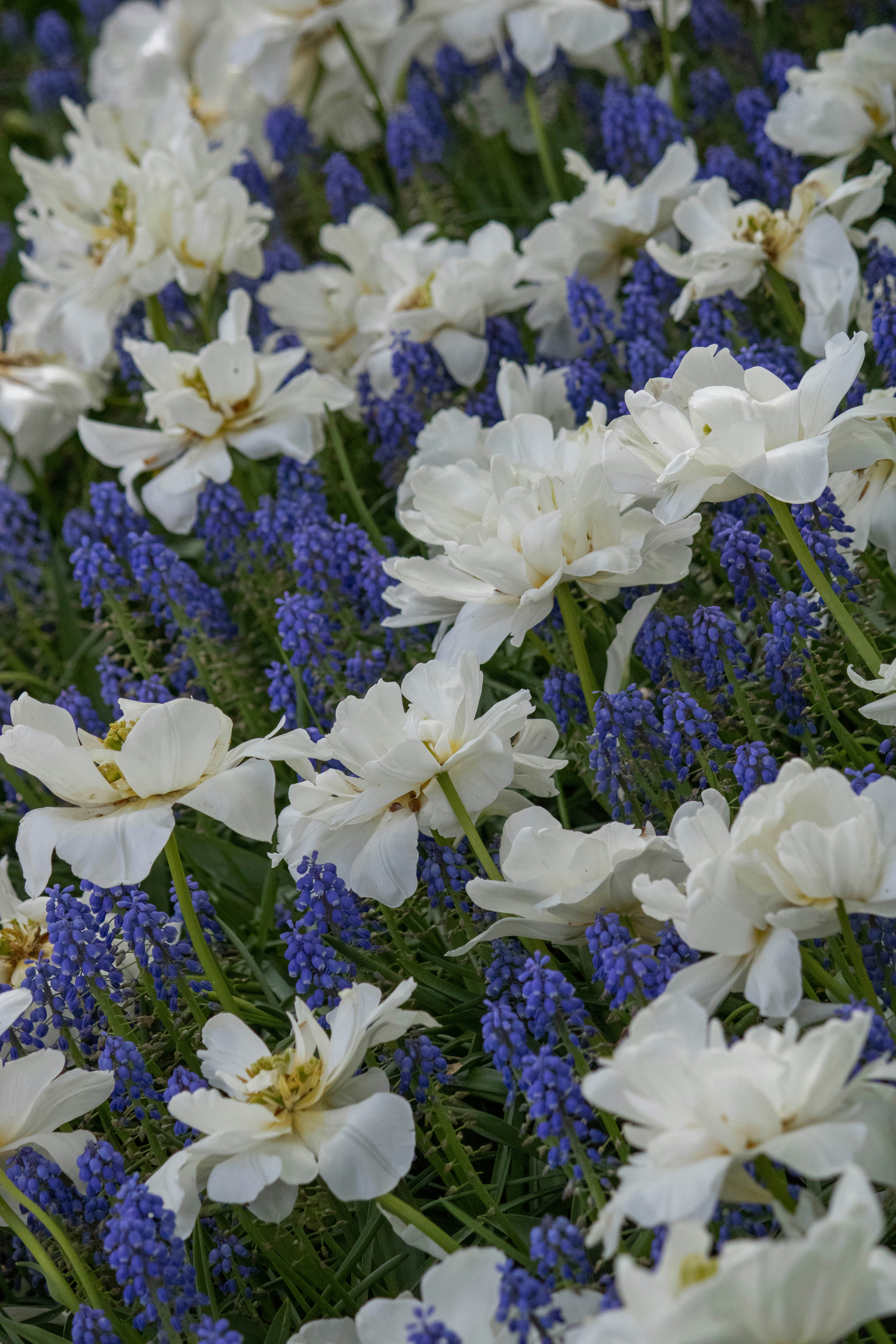 Un bouquet de fleurs blanches et bleues dans un champ