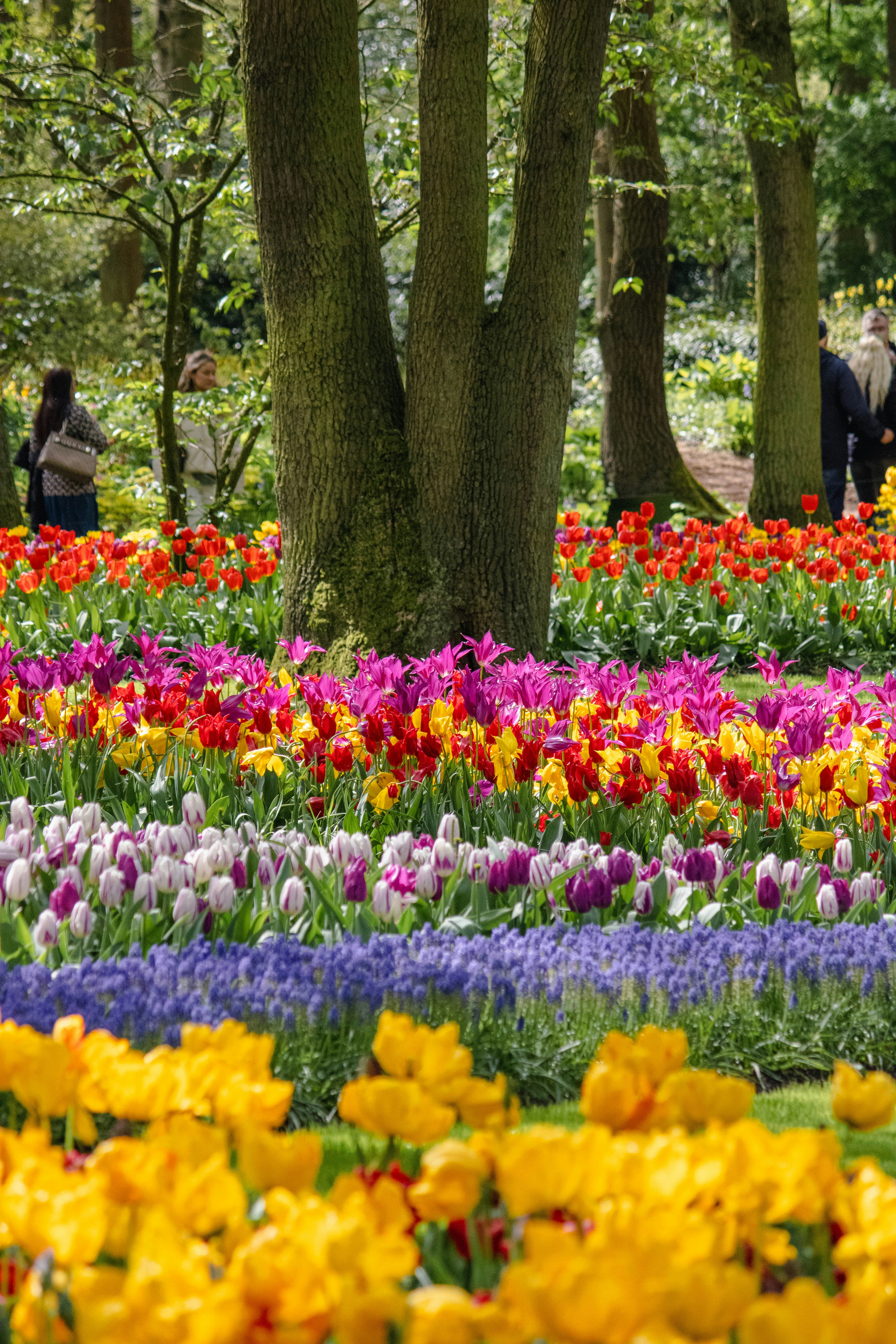 Un groupe de personnes marchant dans un champ de fleurs